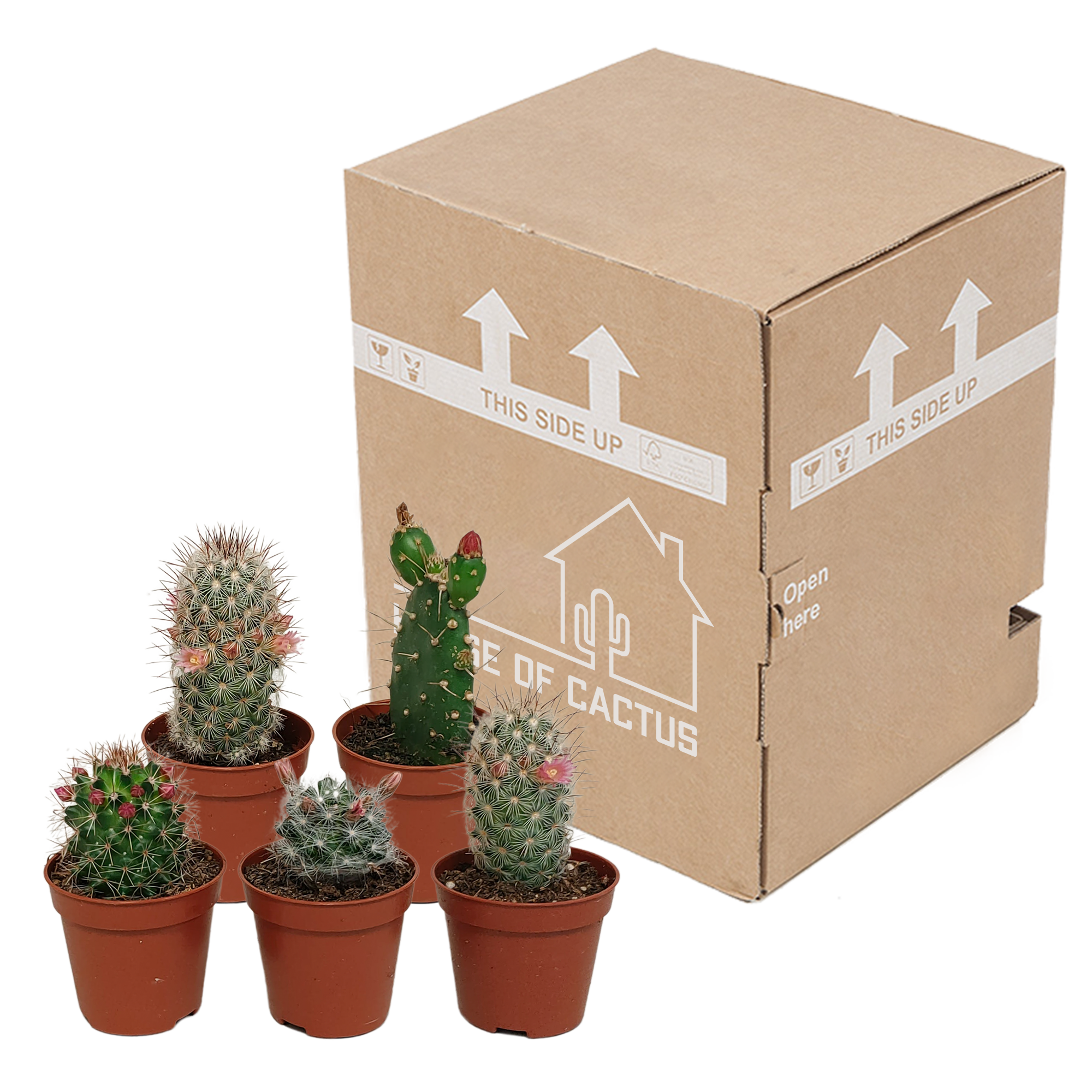 House of cactus Cactus mix 5.5 cm - zonder pot bloeiend - 5x (8720387961696)