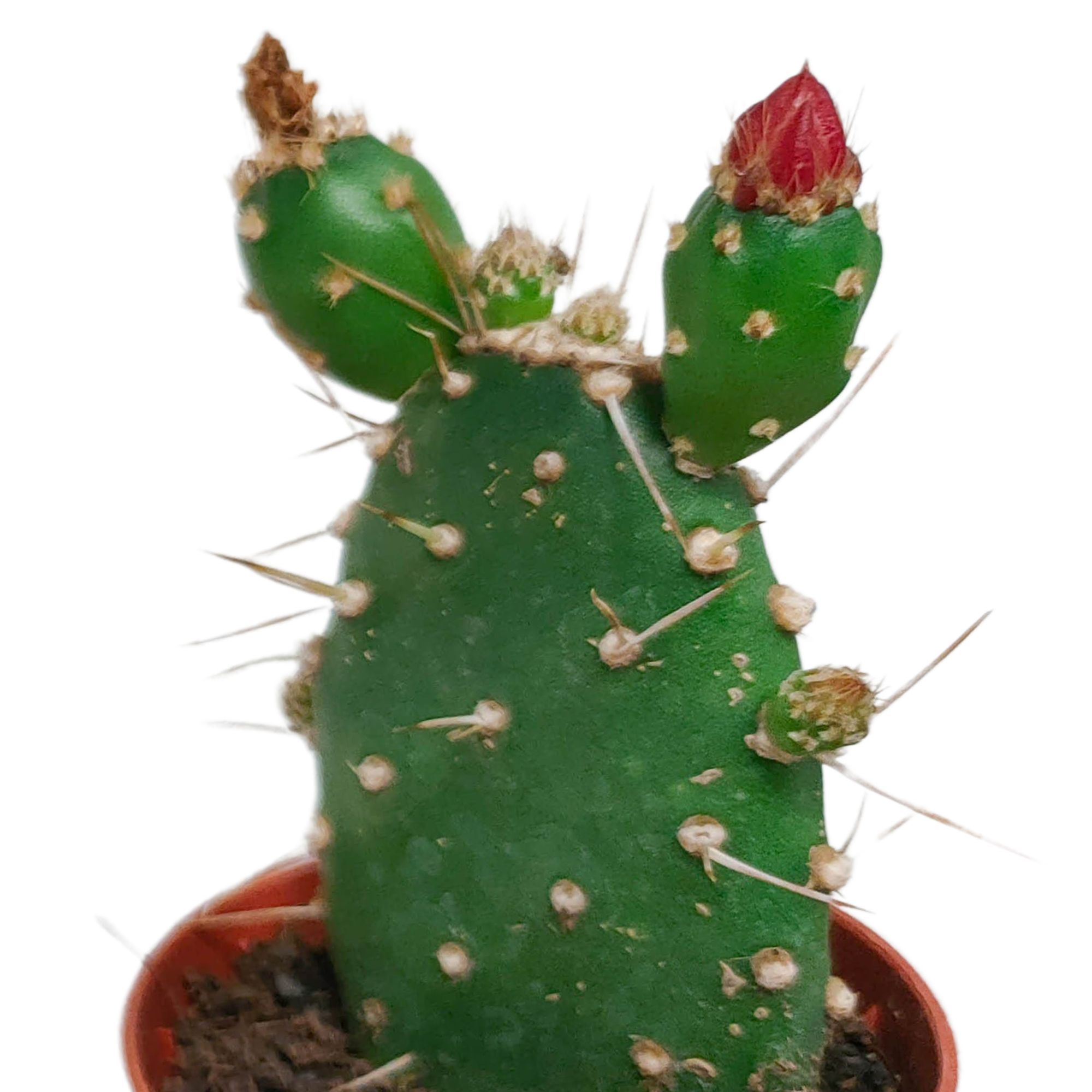 House of cactus Cactus mix 5.5 cm - zonder pot bloeiend - 5x (8720387961696)