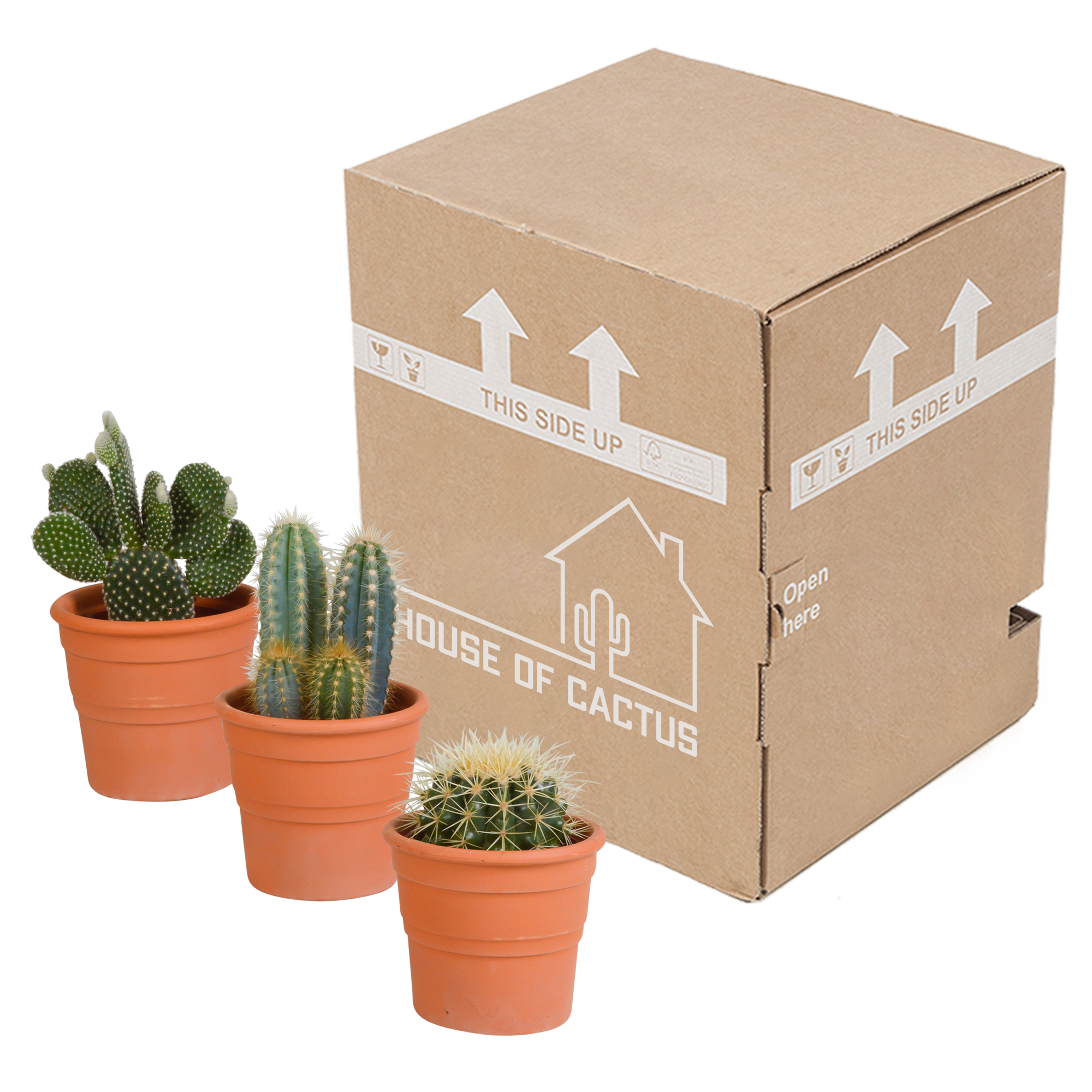 House of cactus Cactus mix 10.5 cm - in terracotta pot - 3x (8720387961399)