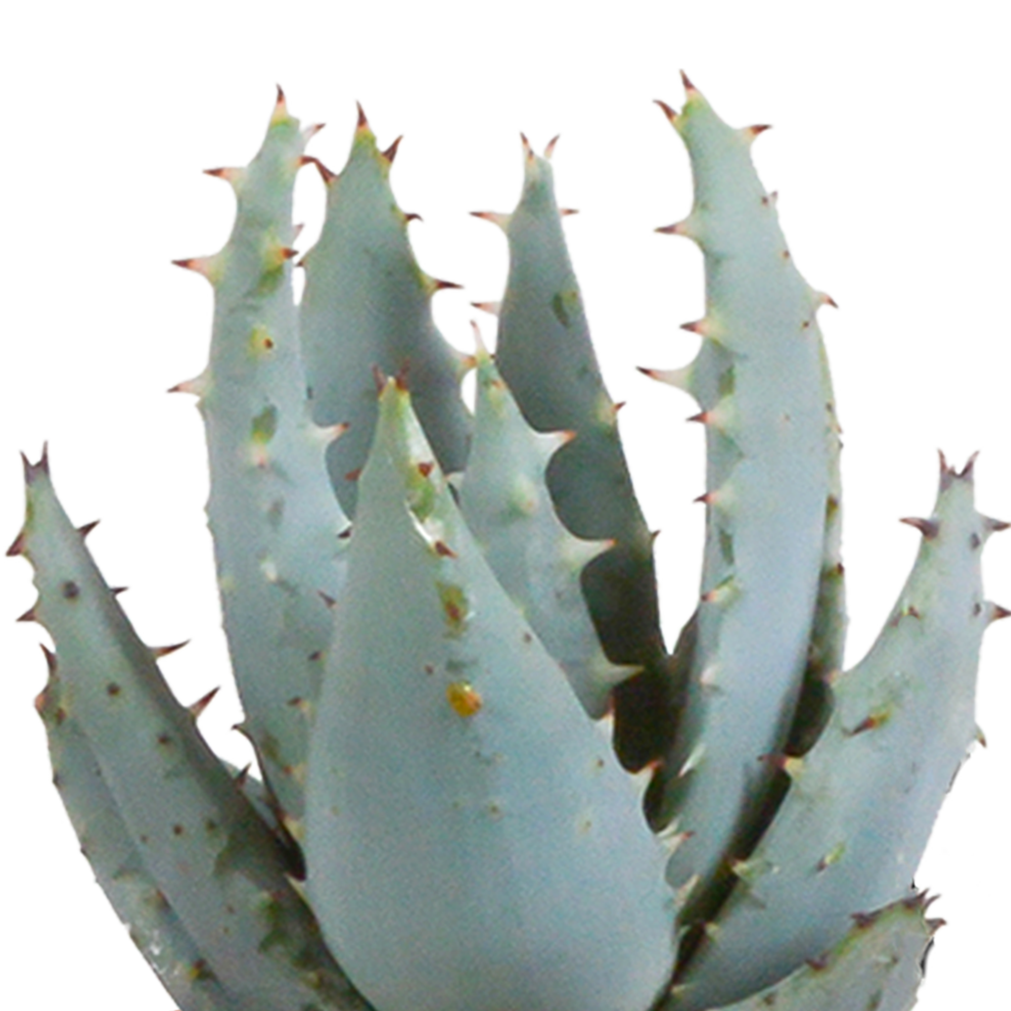 House of cactus Cactus en vetplanten mix 5.5 cm | 15 stuks - in witte pot (8720618070135)