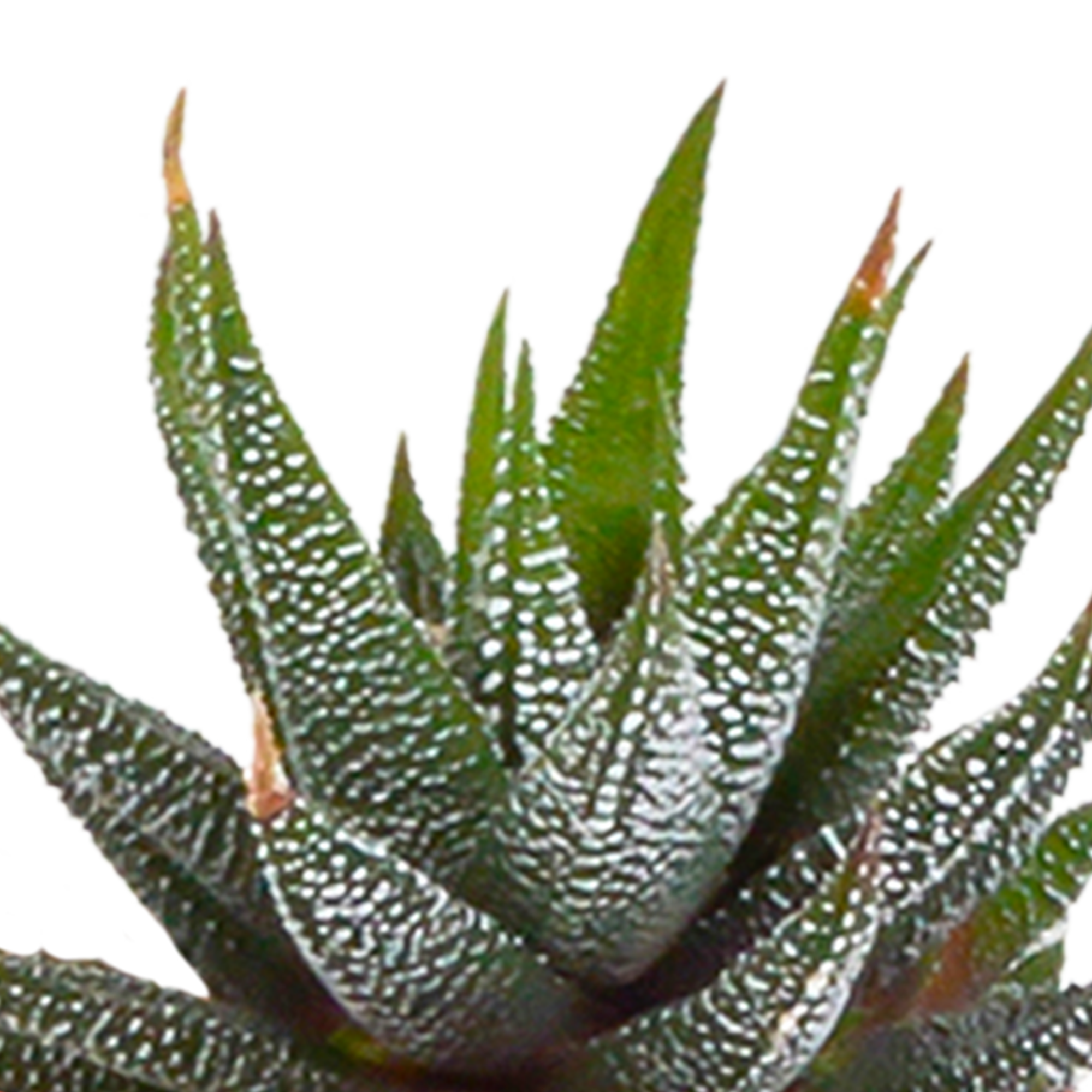 House of cactus Cactus en vetplanten mix 5.5 cm | 15 stuks - in witte pot (8720618070135)