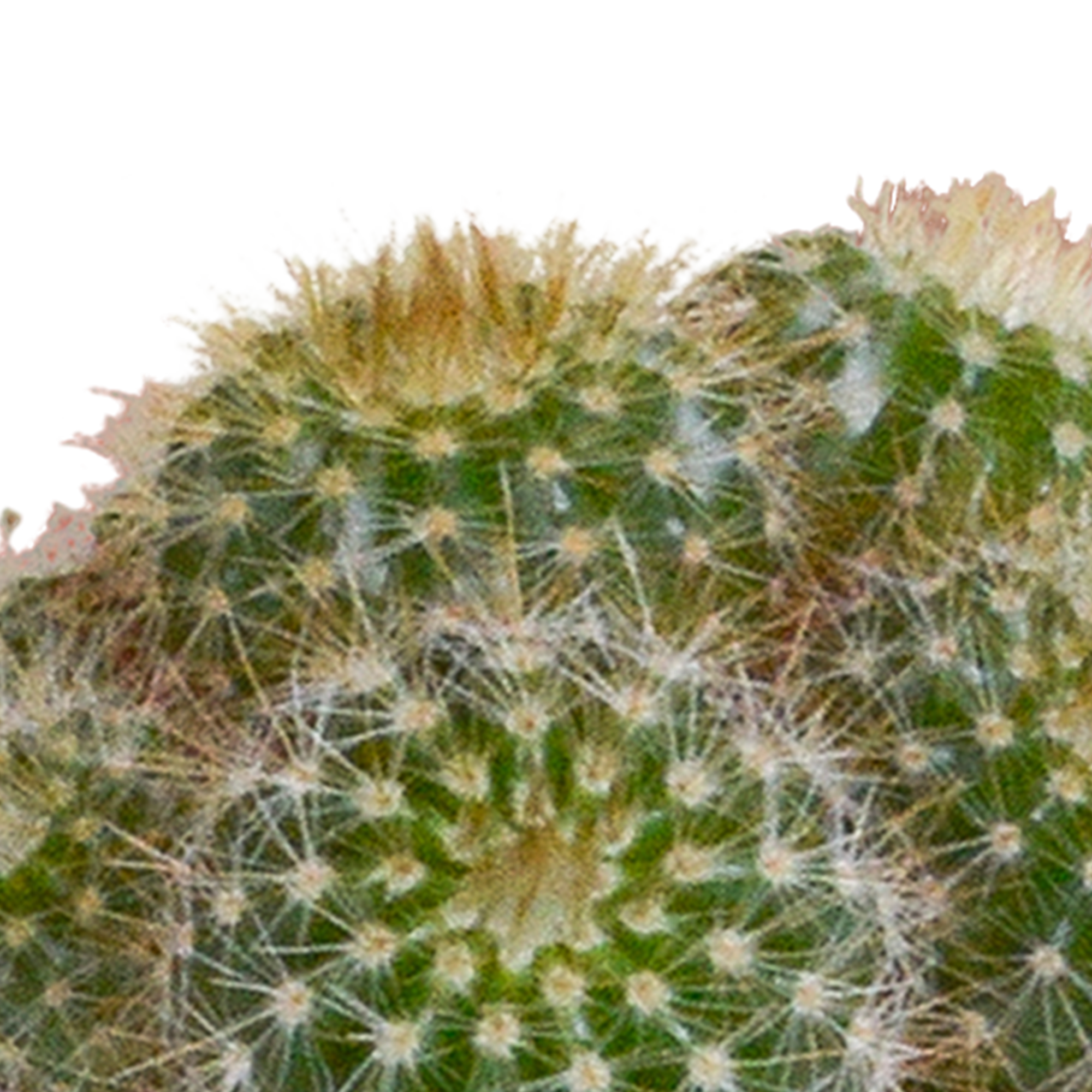 House of cactus Cactus en vetplanten mix 5.5 cm | 15 stuks - in witte pot (8720618070135)