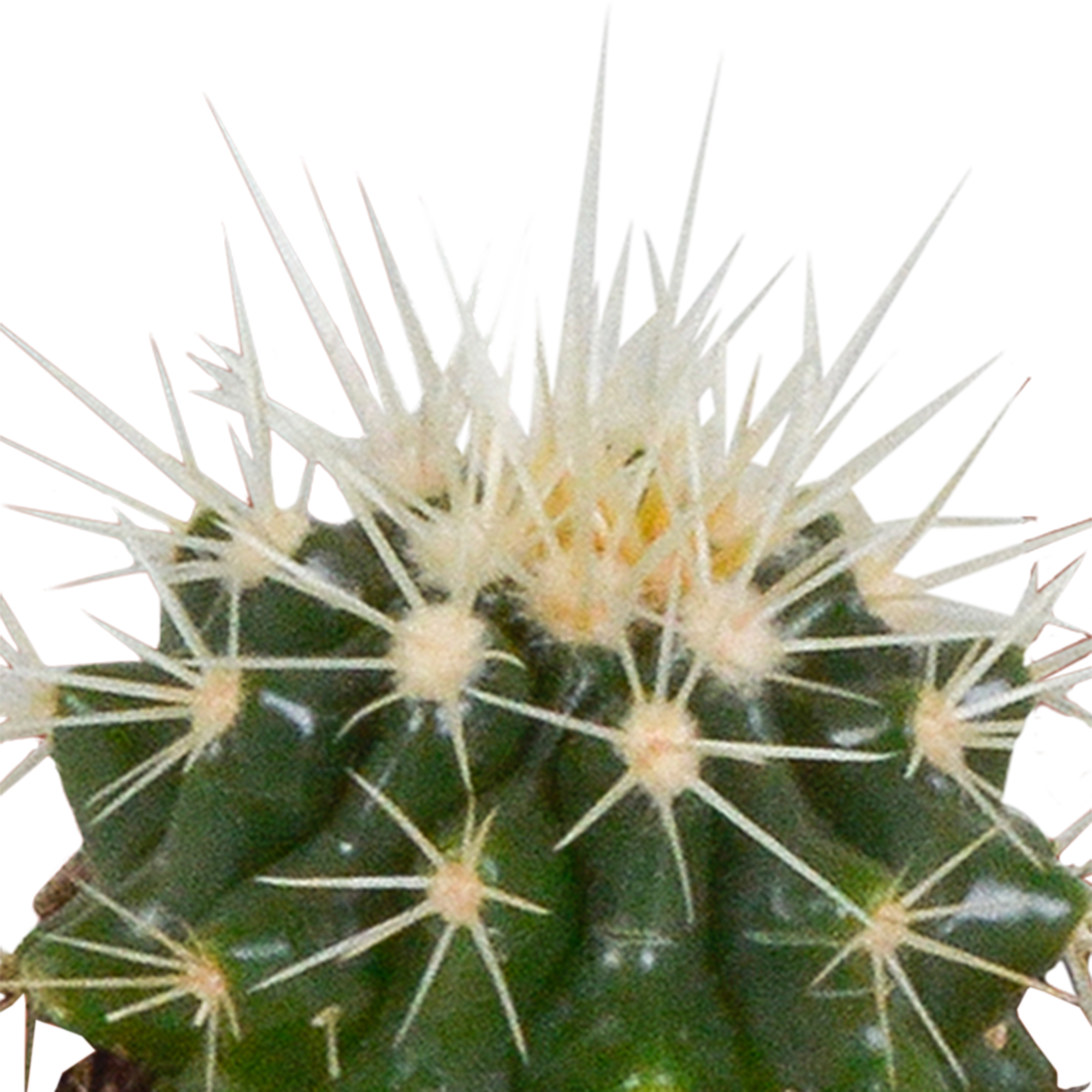House of cactus Cactus en vetplanten mix 5.5 cm | 15 stuks - in witte pot (8720618070135)