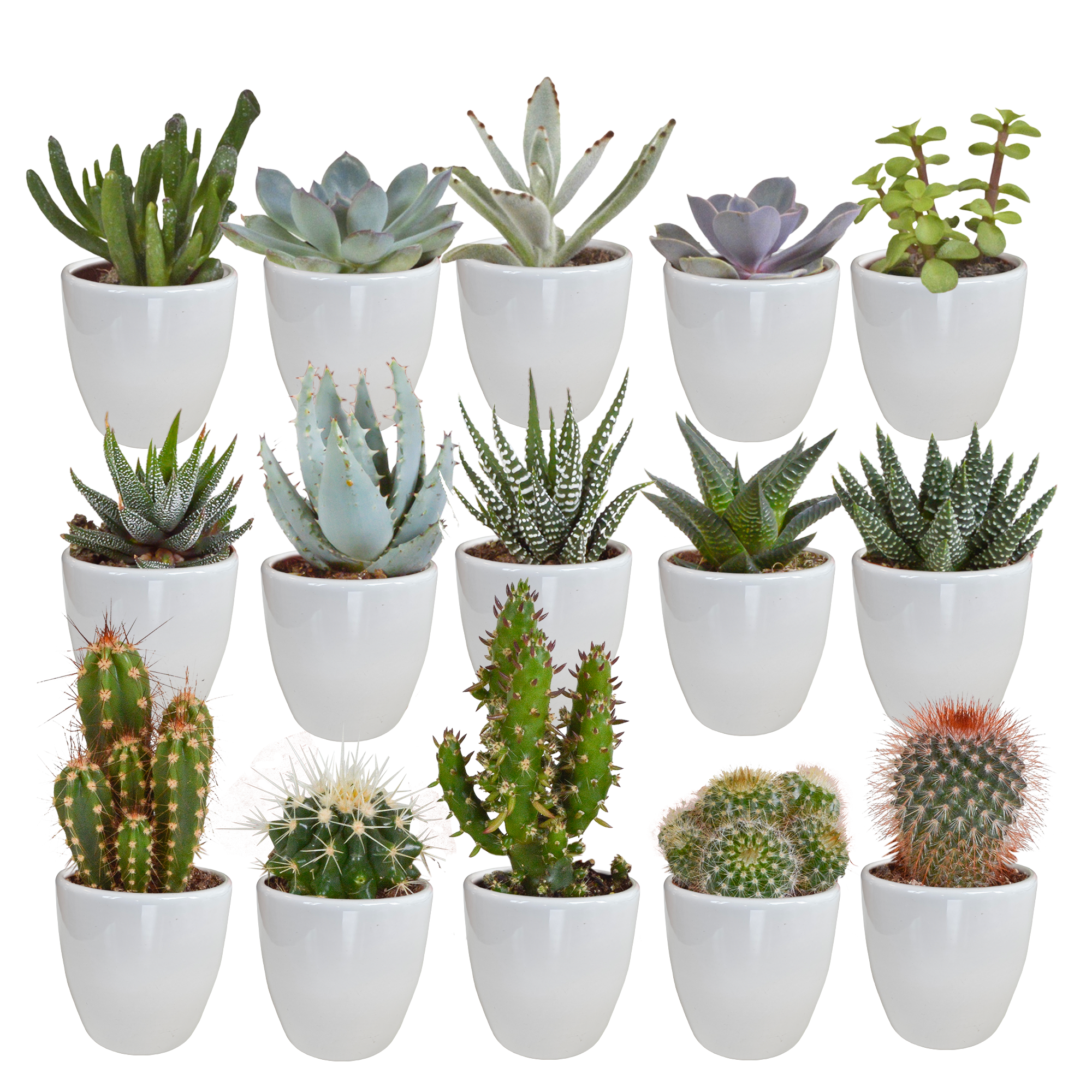 House of cactus Cactus en vetplanten mix 5.5 cm | 15 stuks - in witte pot (8720618070135)