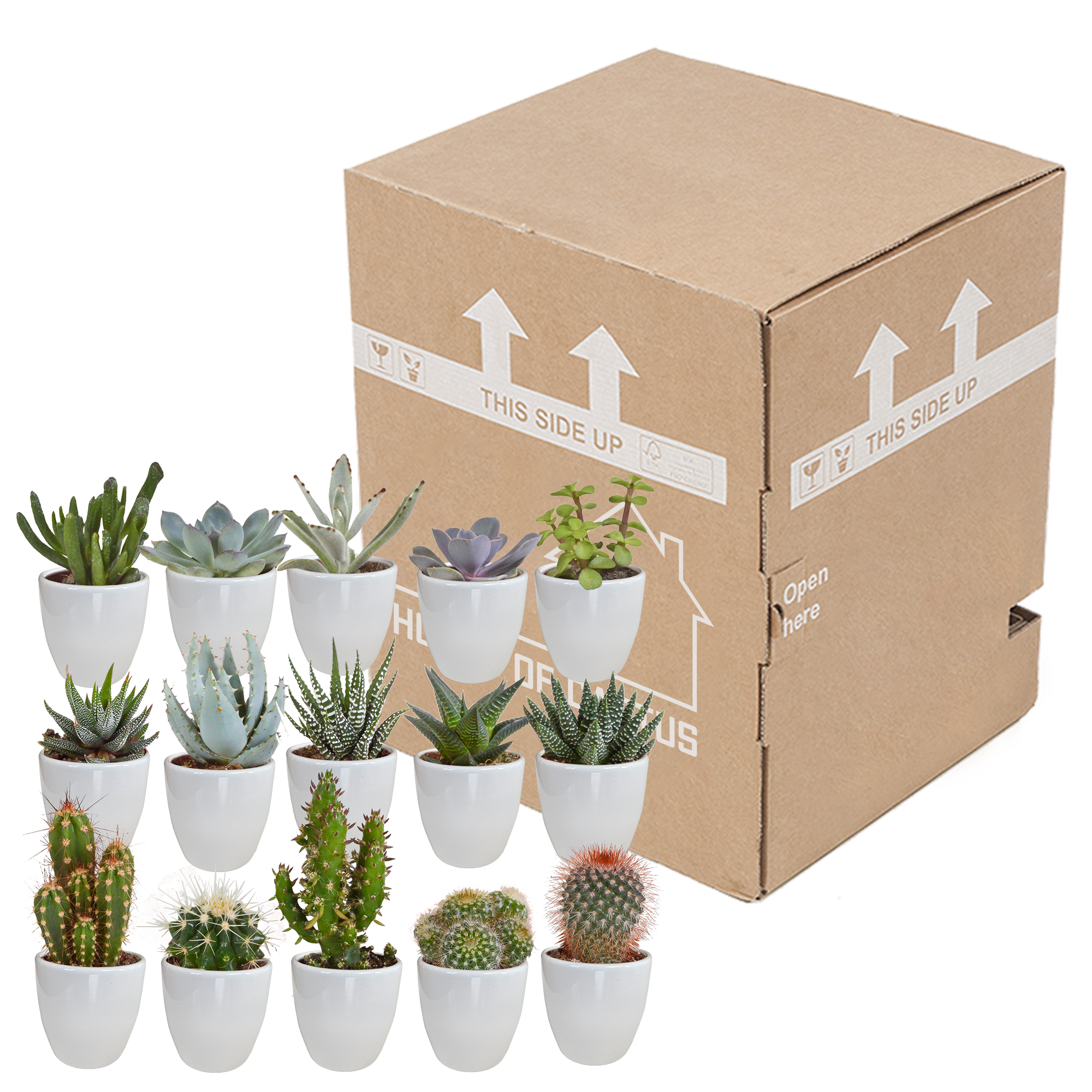 House of cactus Cactus en vetplanten mix 5.5 cm | 15 stuks - in witte pot (8720618070135)