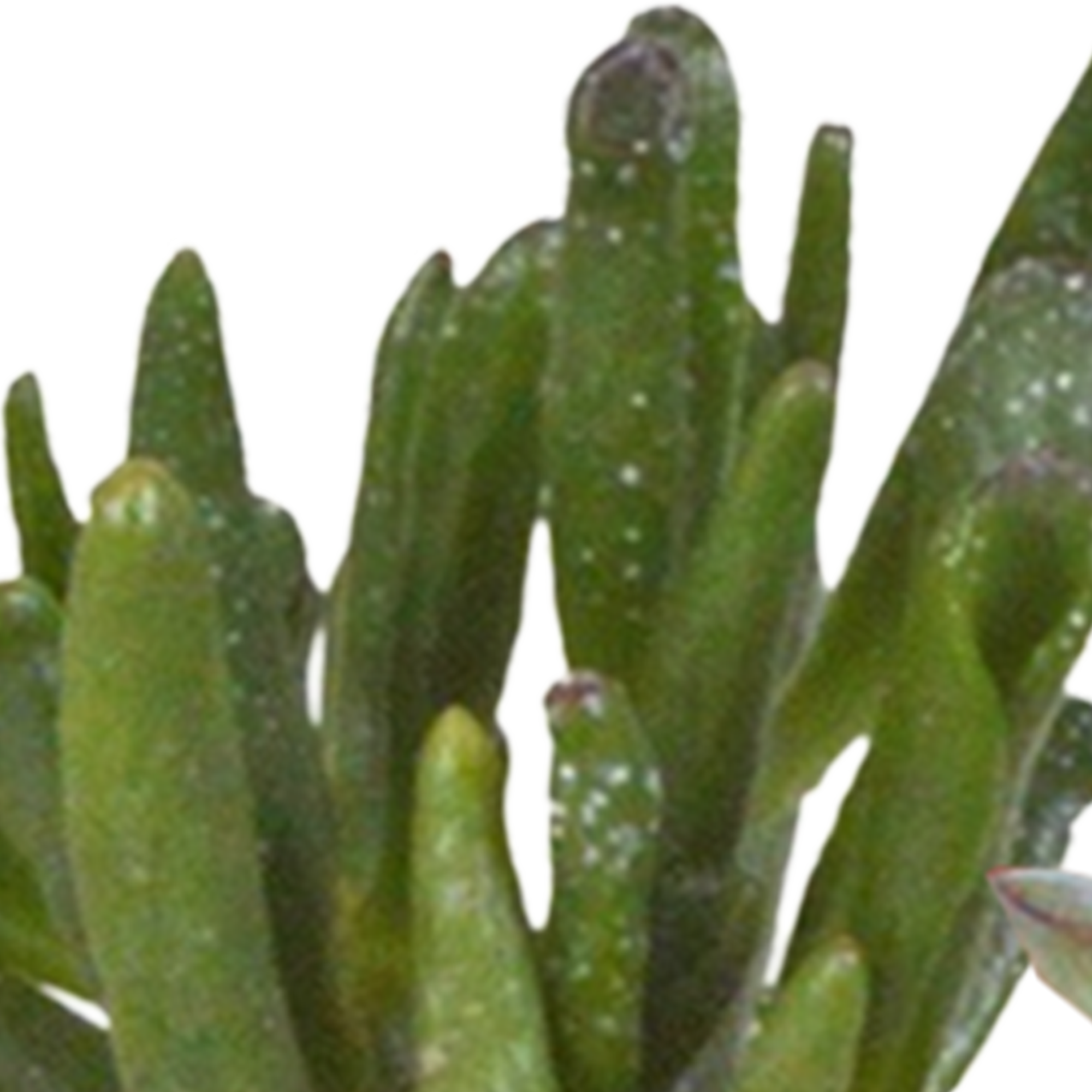 House of cactus Cactus en vetplanten mix 5.5 cm | 15 stuks - in witte pot (8720618070135)