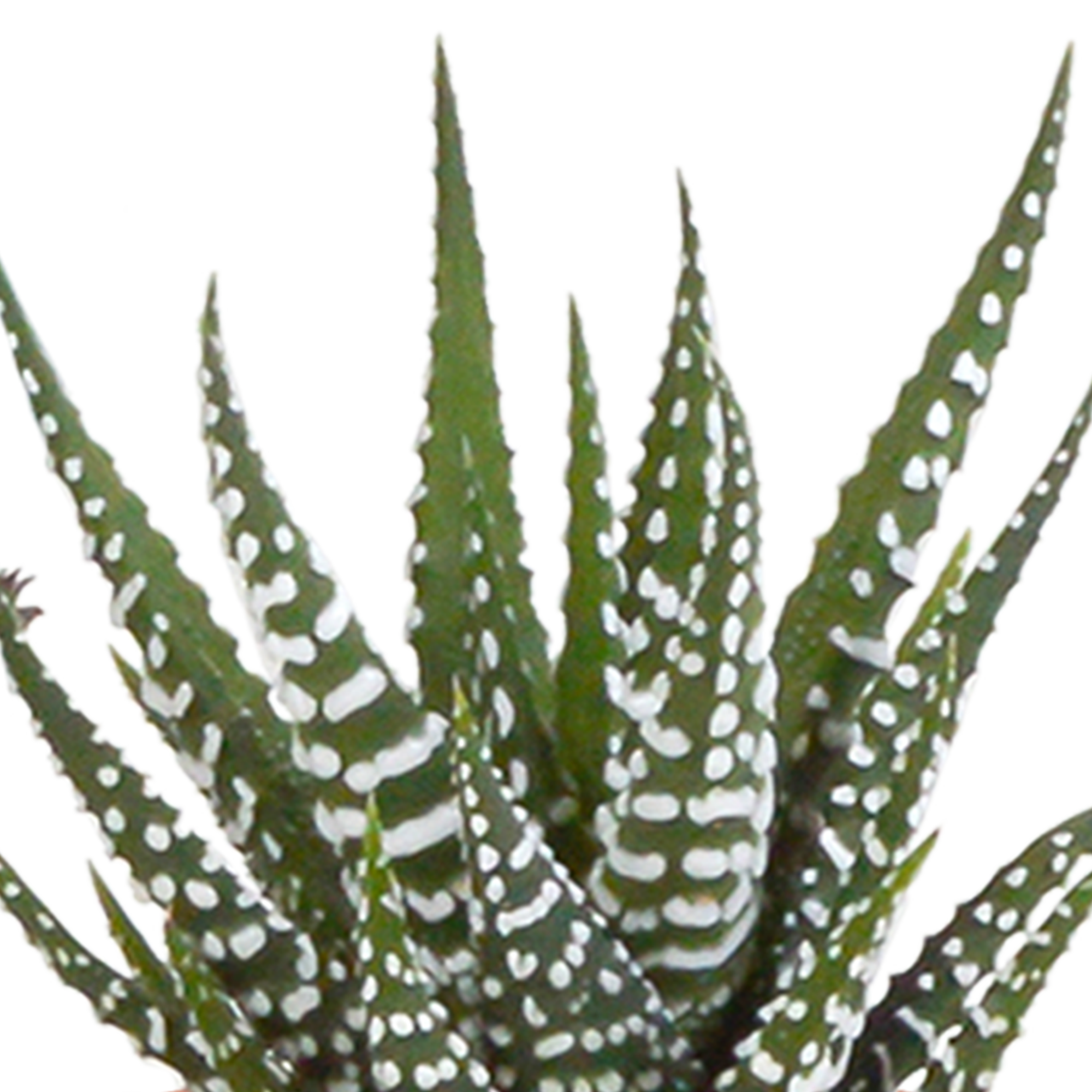 House of cactus Cactus en vetplanten mix 5.5 cm | 15 stuks - in witte pot (8720618070135)