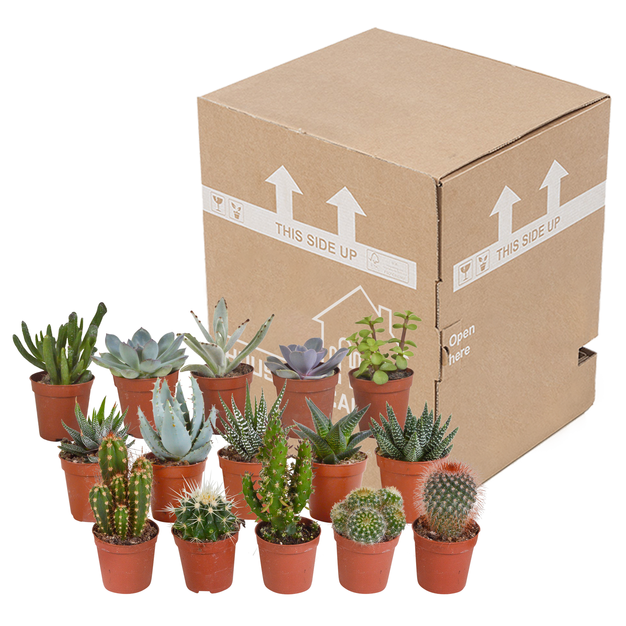 House of cactus Cactus en vetplanten mix 5.5 cm | 15 stuks - zonder pot (8720387961139)