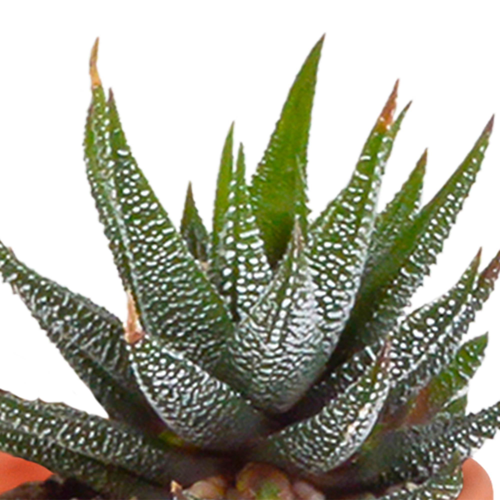 House of cactus Cactus en vetplanten mix 5.5 cm | 15 stuks - zonder pot (8720387961139)