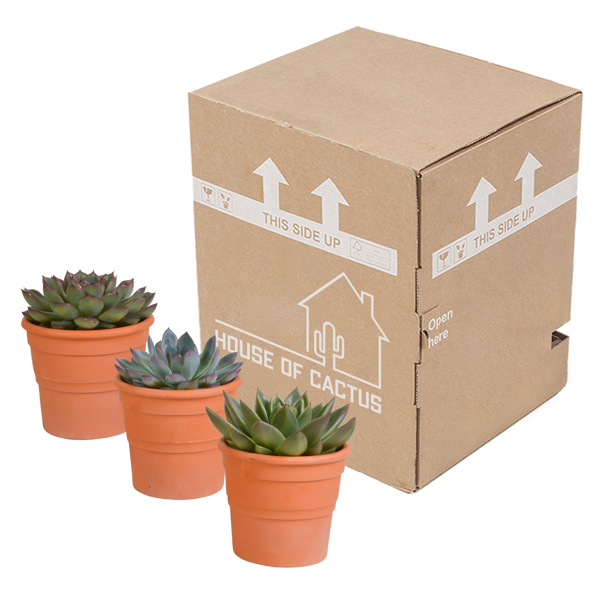 House of cactus Echeveria mix 10.5 cm - 3x - in terracotta pot (8720387961511)