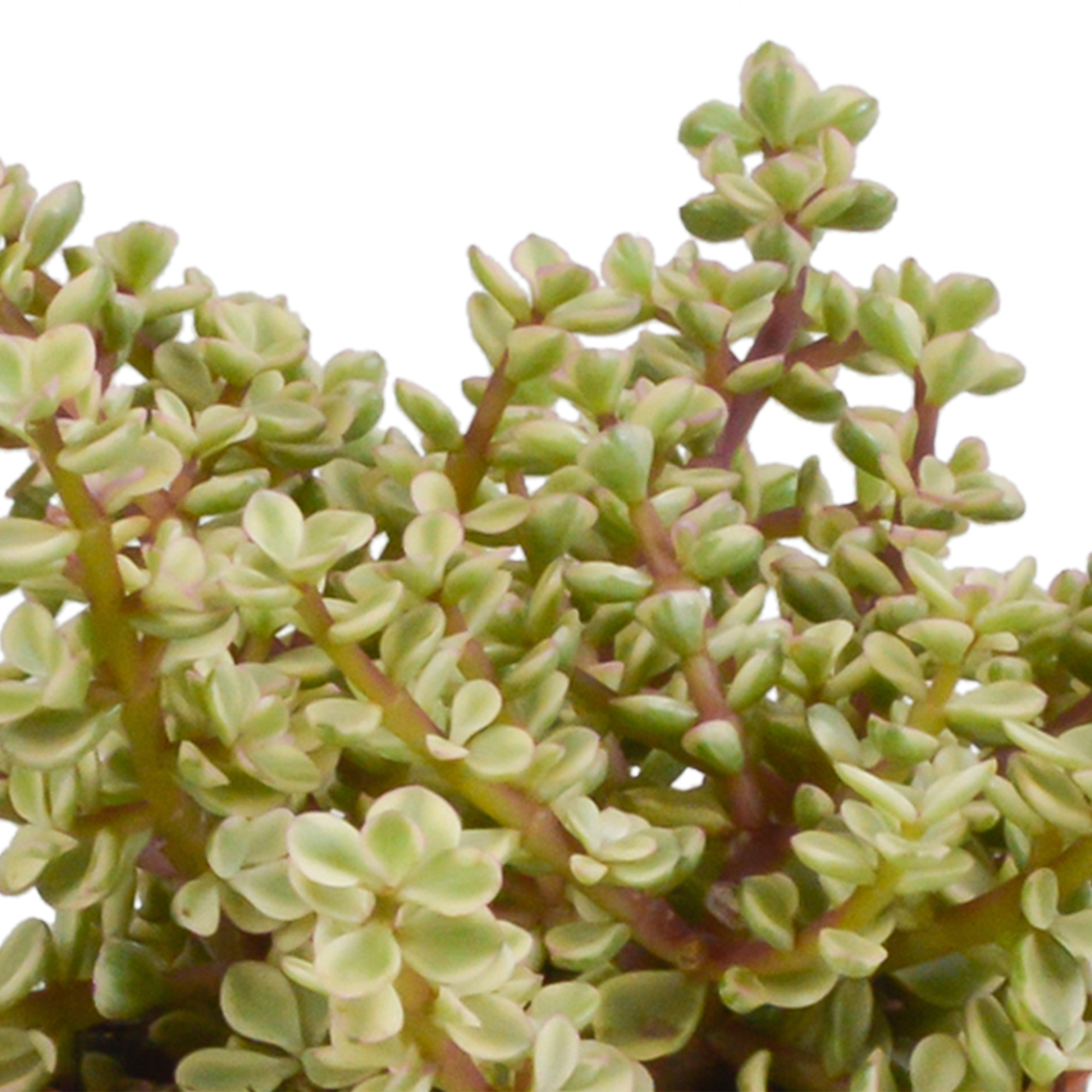 House of cactus Crassula mix 10,5 cm - 3x - in Mexicaanse pot (8720387961481)