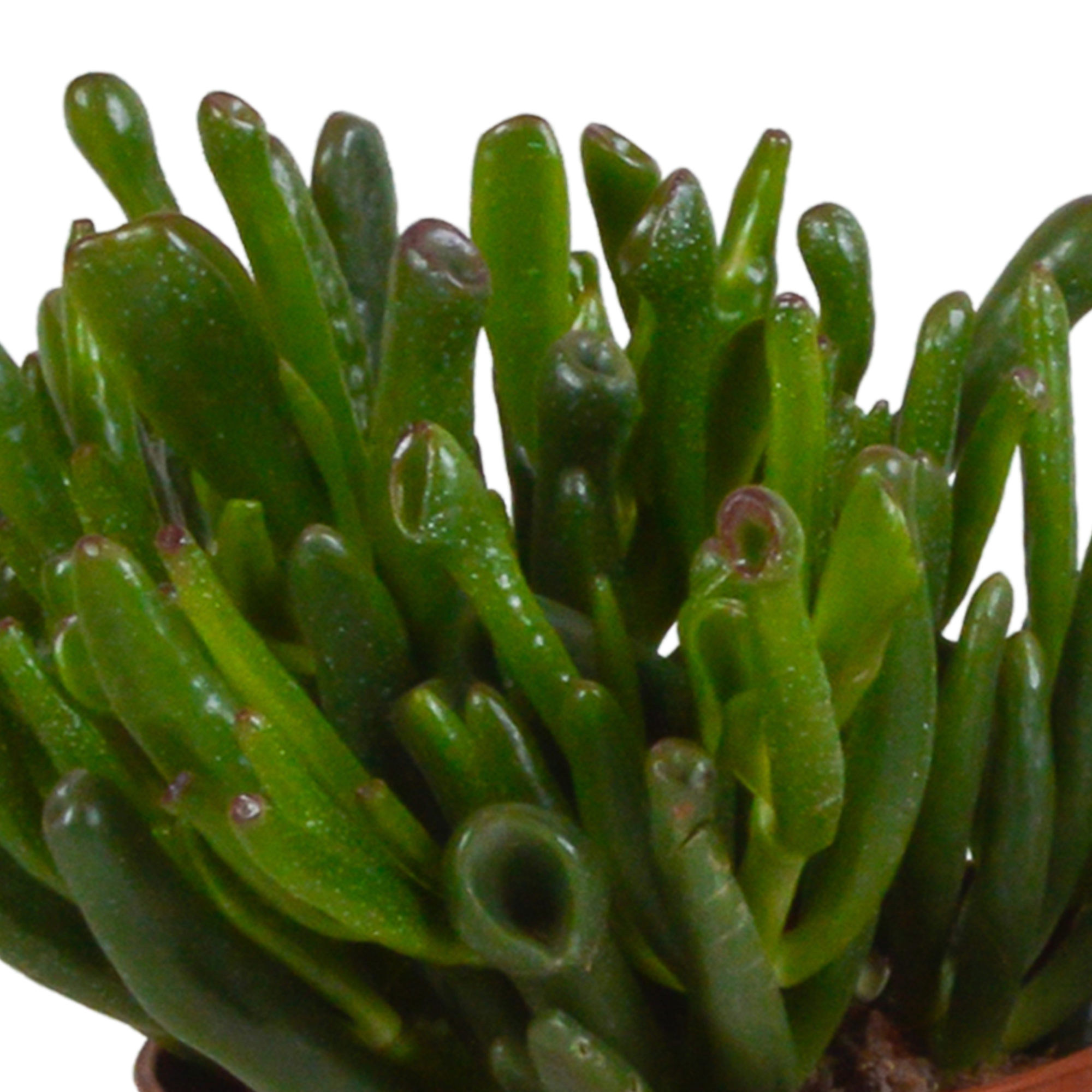 House of cactus Crassula mix 10,5 cm - 3x - in Mexicaanse pot (8720387961481)