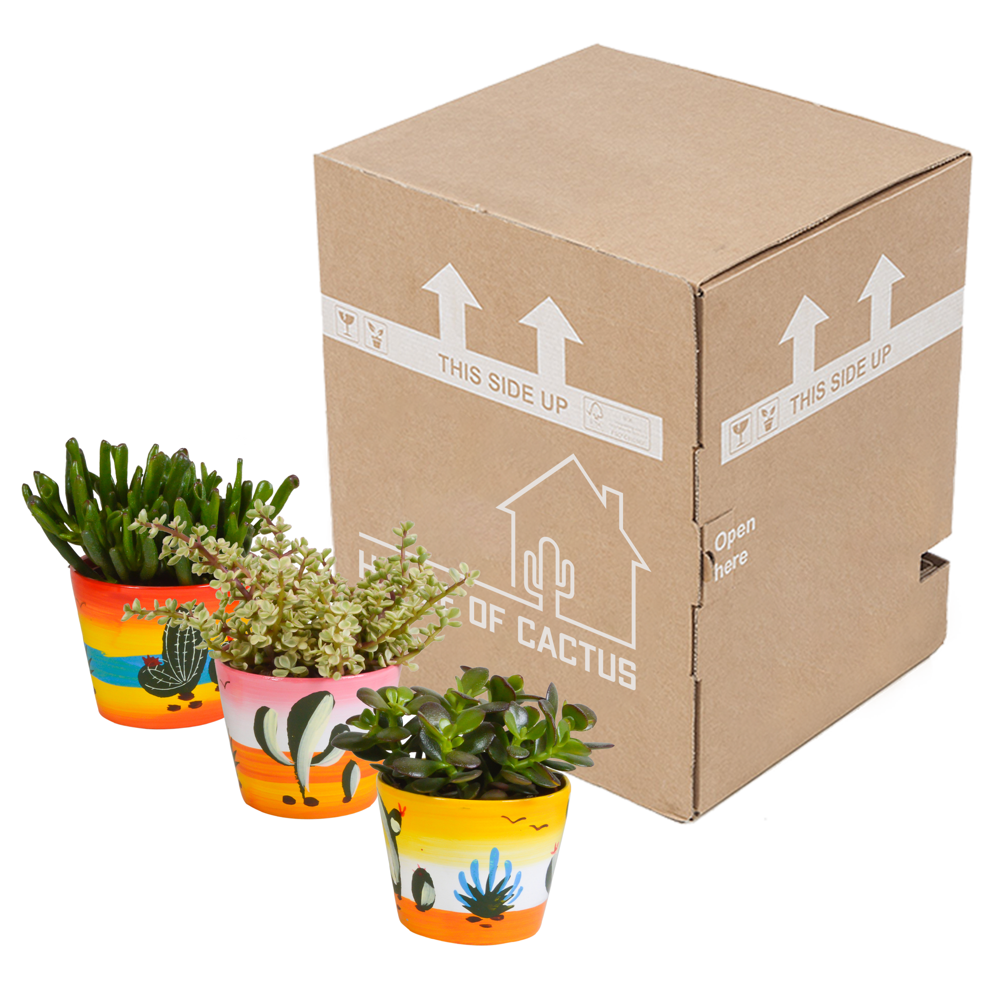 House of cactus Crassula mix 10,5 cm - 3x - in Mexicaanse pot (8720387961481)