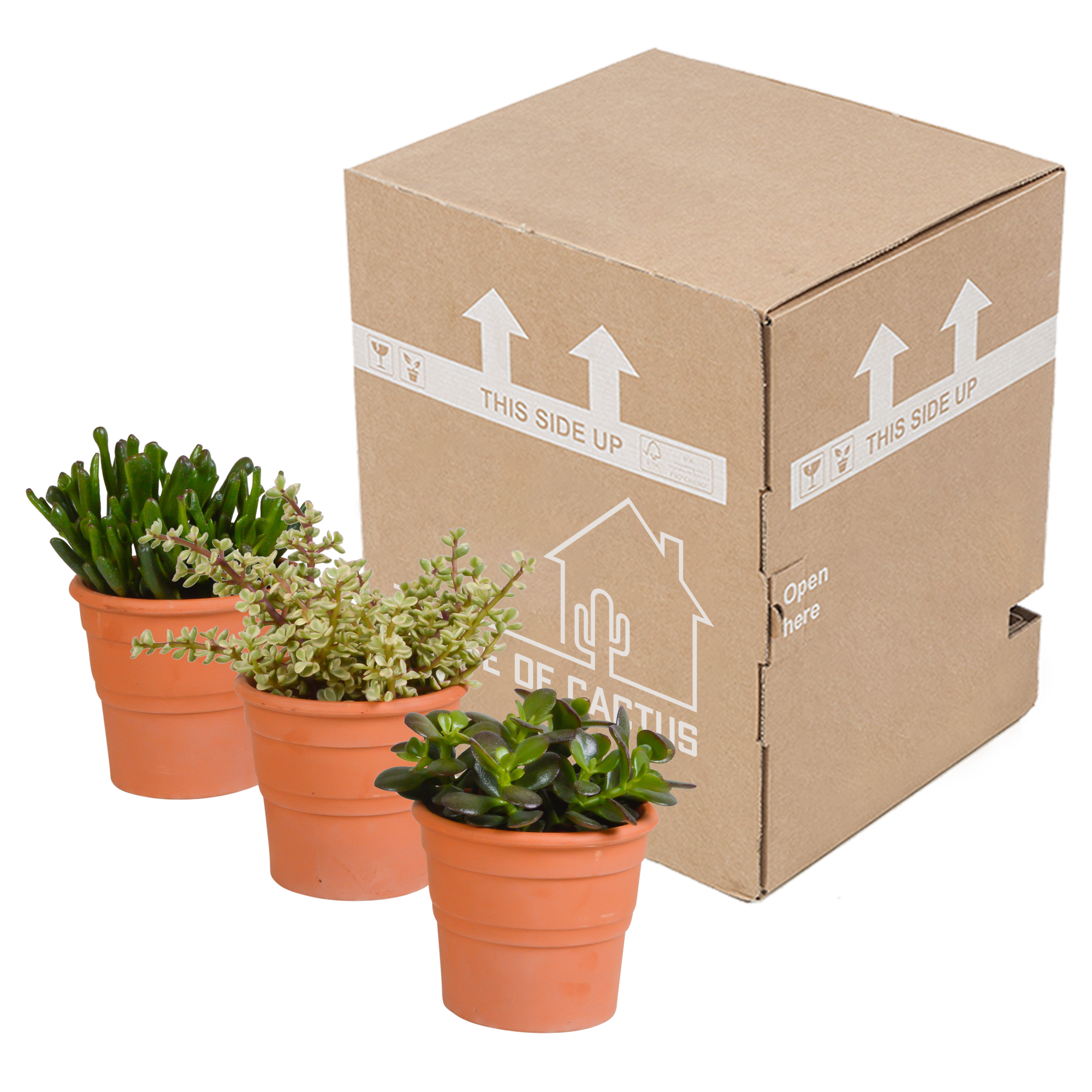 House of cactus Crassula mix 10,5 cm - 3x - in terracotta pot (8720387961474)