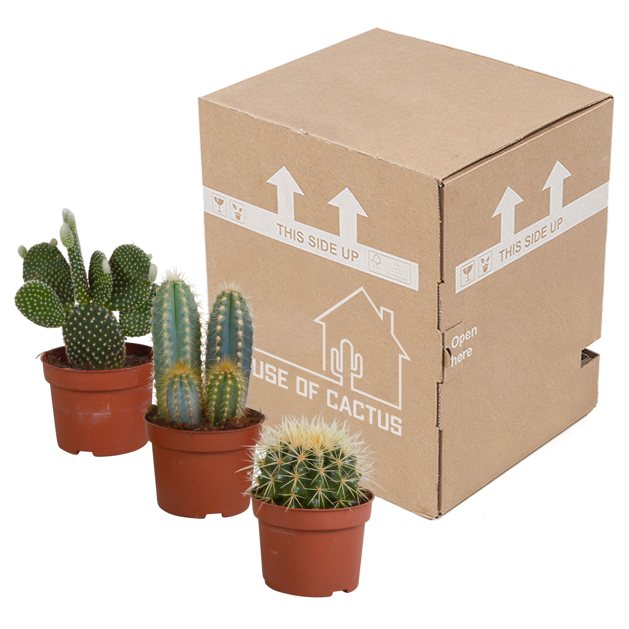 House of cactus Cactus mix 10.5 cm - 3x - 12cm zonder pot (8720387961597)