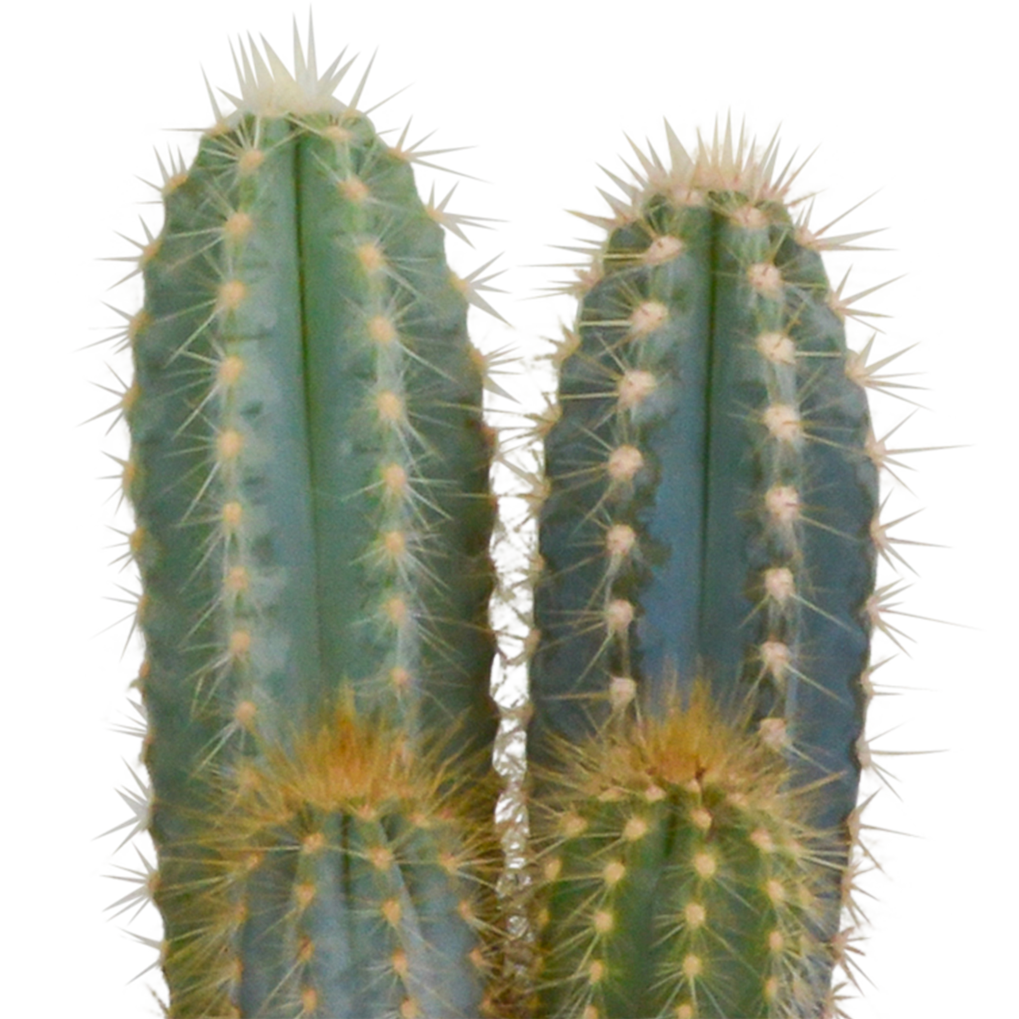 House of cactus Cactus mix 10.5 cm - 3x - 12cm zonder pot (8720387961597)