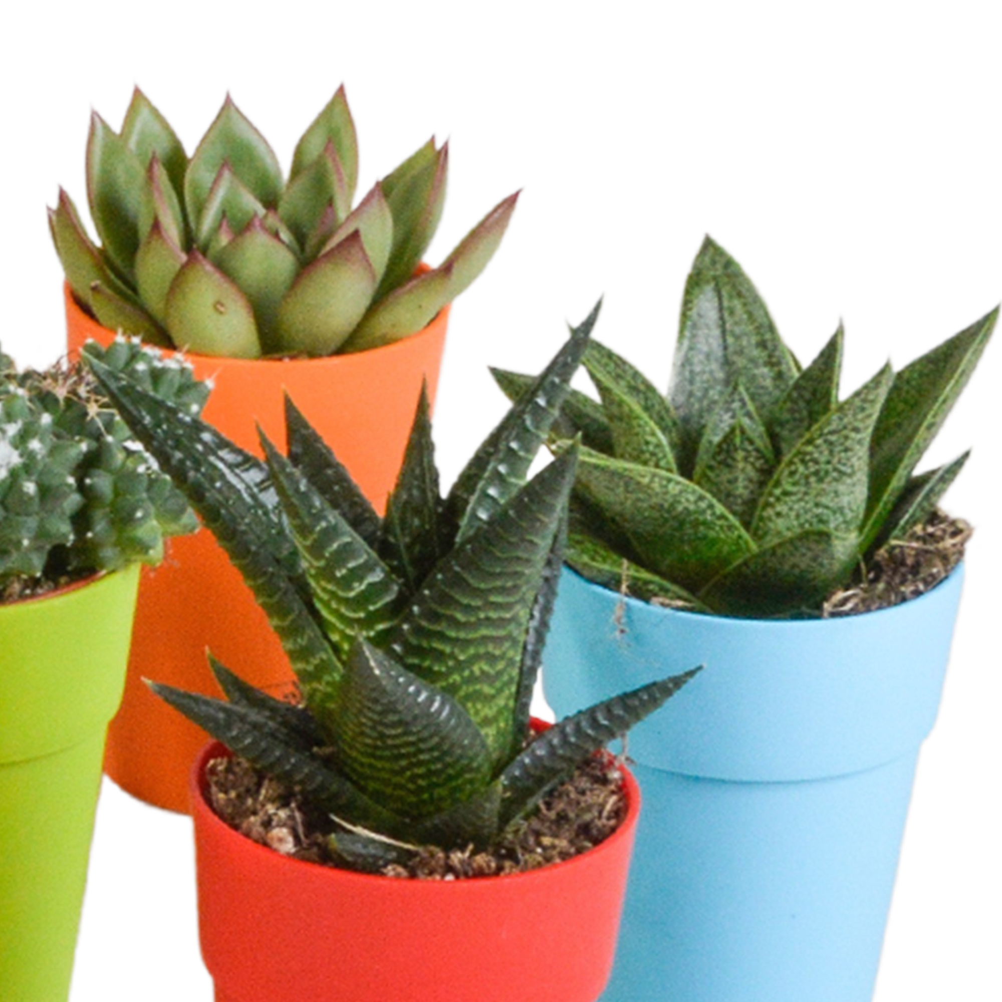 House of cactus Cactus en vetplanten mix 5.5 cm | 15 stuks - in gekleurde plasticpot (8720618070456)