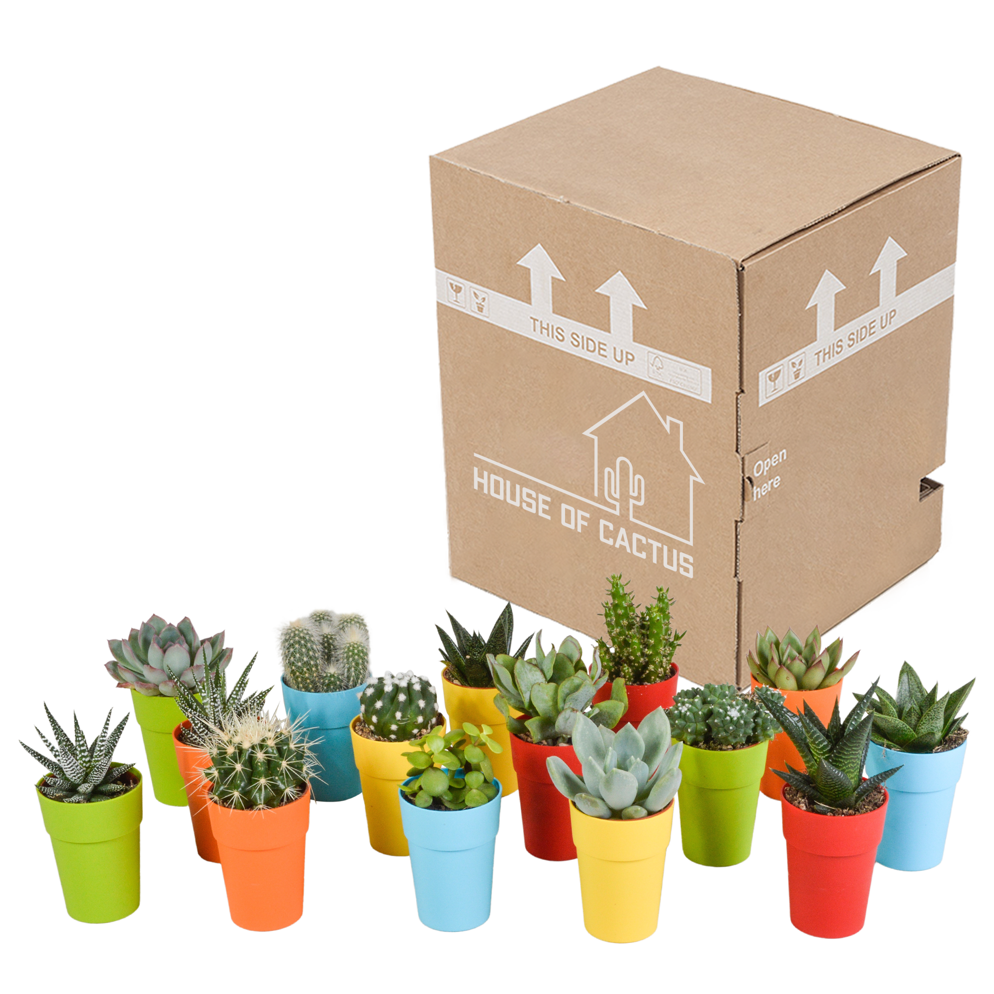 House of cactus Cactus en vetplanten mix 5.5 cm | 15 stuks - in gekleurde plasticpot (8720618070456)