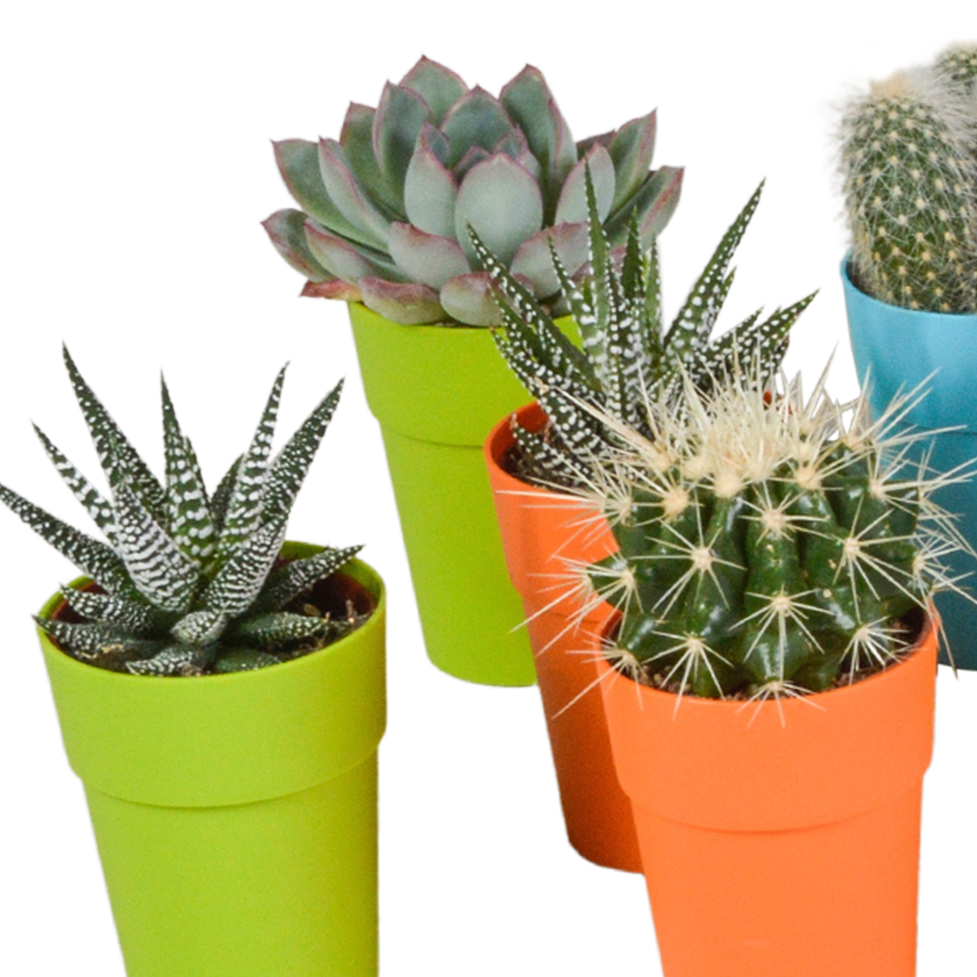 House of cactus Cactus en vetplanten mix 5.5 cm | 15 stuks - in gekleurde plasticpot (8720618070456)