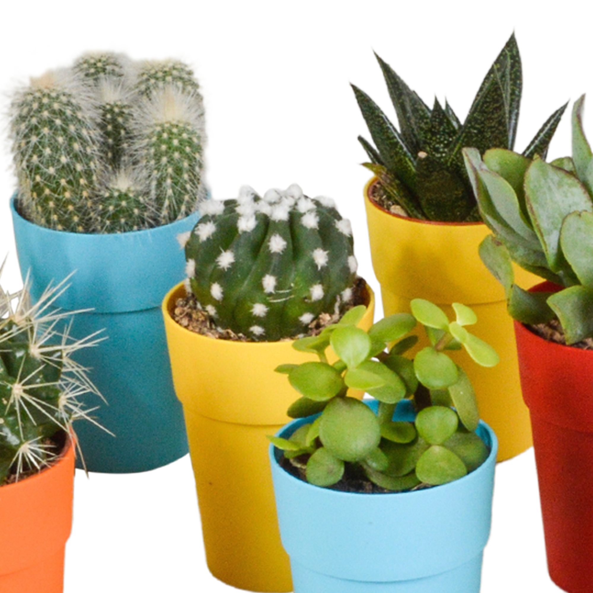 House of cactus Cactus en vetplanten mix 5.5 cm | 15 stuks - in gekleurde plasticpot (8720618070456)