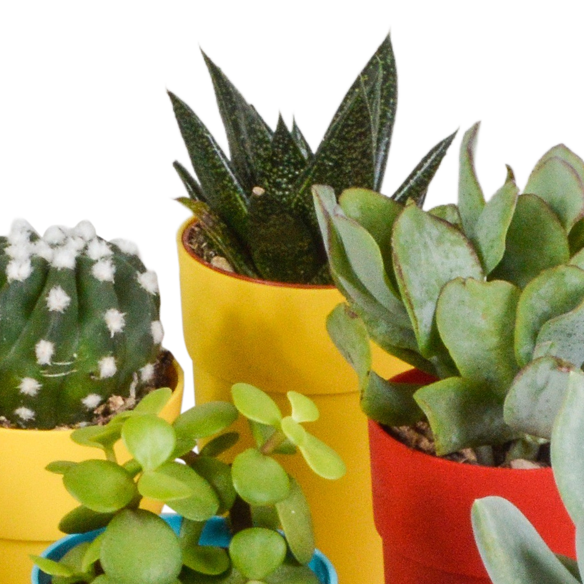 House of cactus Cactus en vetplanten mix 5.5 cm | 15 stuks - in gekleurde plasticpot (8720618070456)