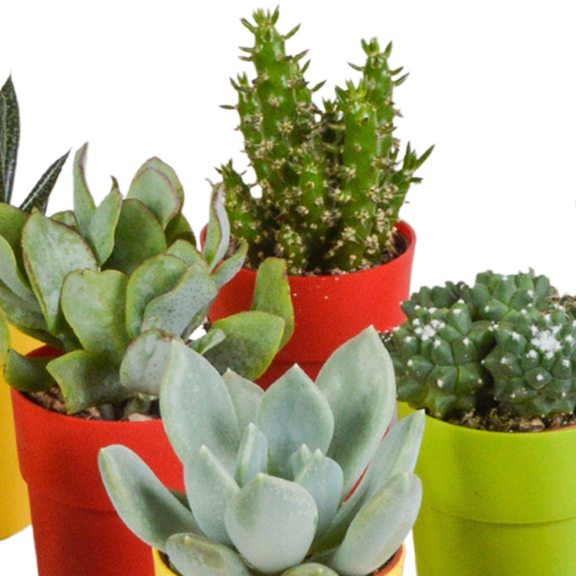 House of cactus Cactus en vetplanten mix 5.5 cm | 15 stuks - in gekleurde plasticpot (8720618070456)