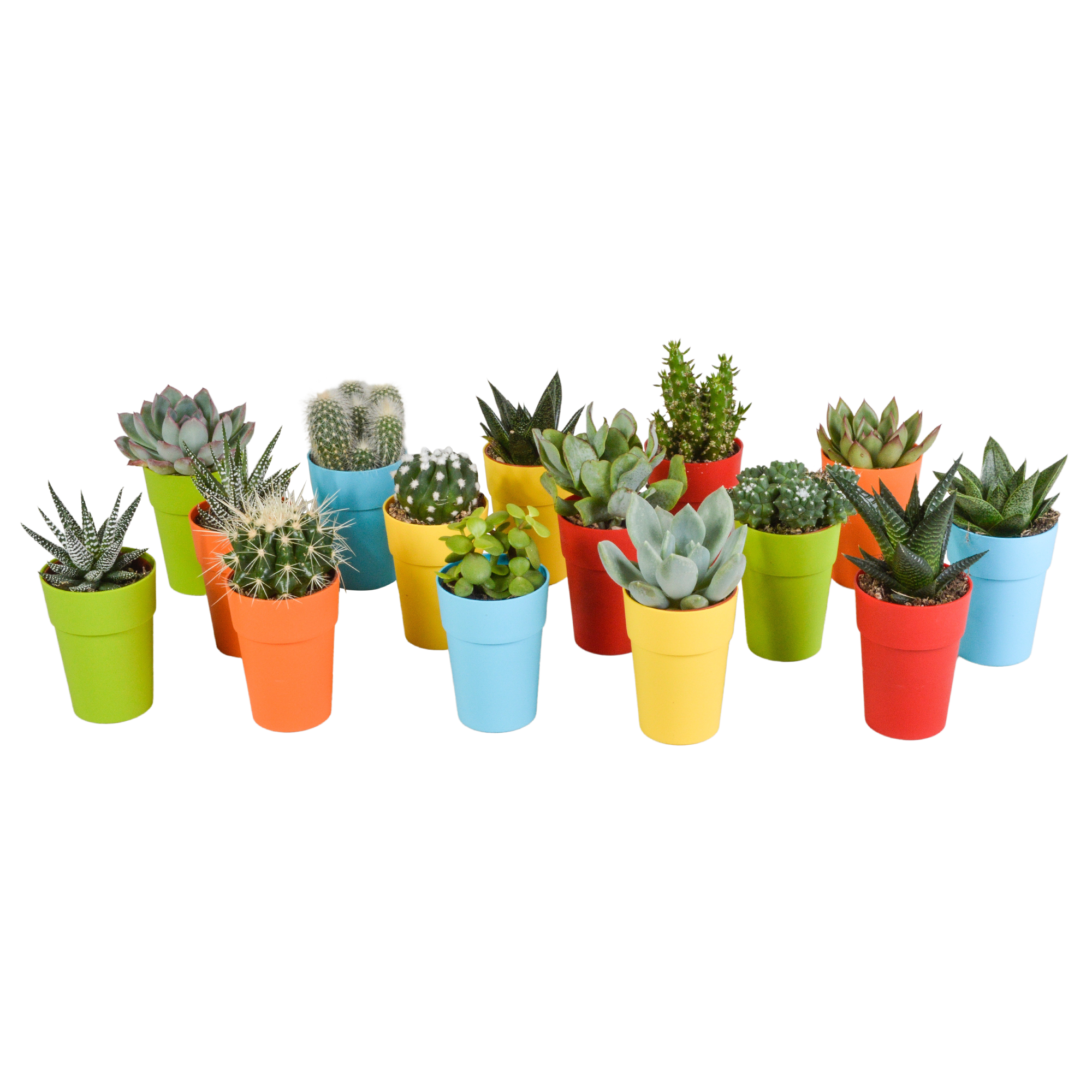 House of cactus Cactus en vetplanten mix 5.5 cm | 15 stuks - in gekleurde plasticpot (8720618070456)