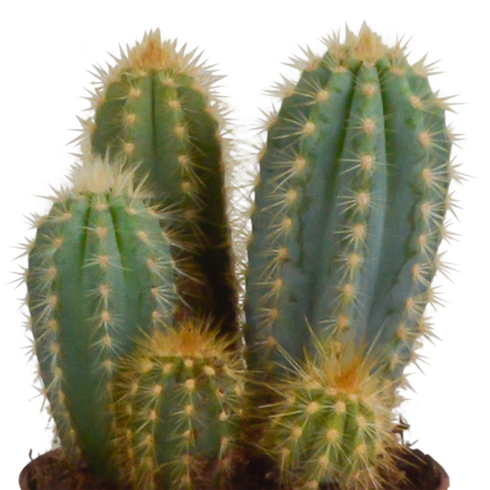 House of cactus Cereus mix 10,5cm - 3x - in Mexicaanse pot (8720387961443)