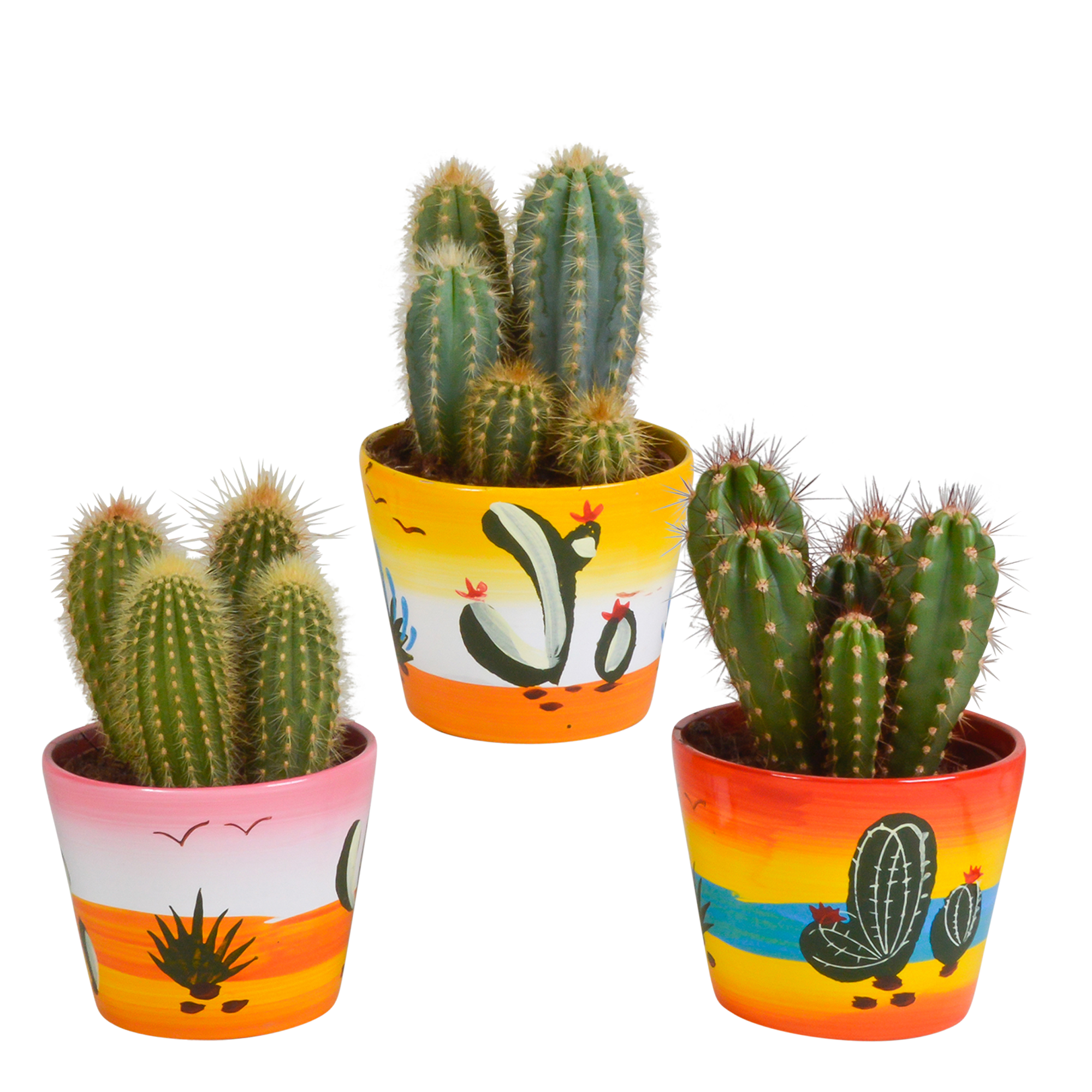 House of cactus Cereus mix 10,5cm - 3x - in Mexicaanse pot (8720387961443)