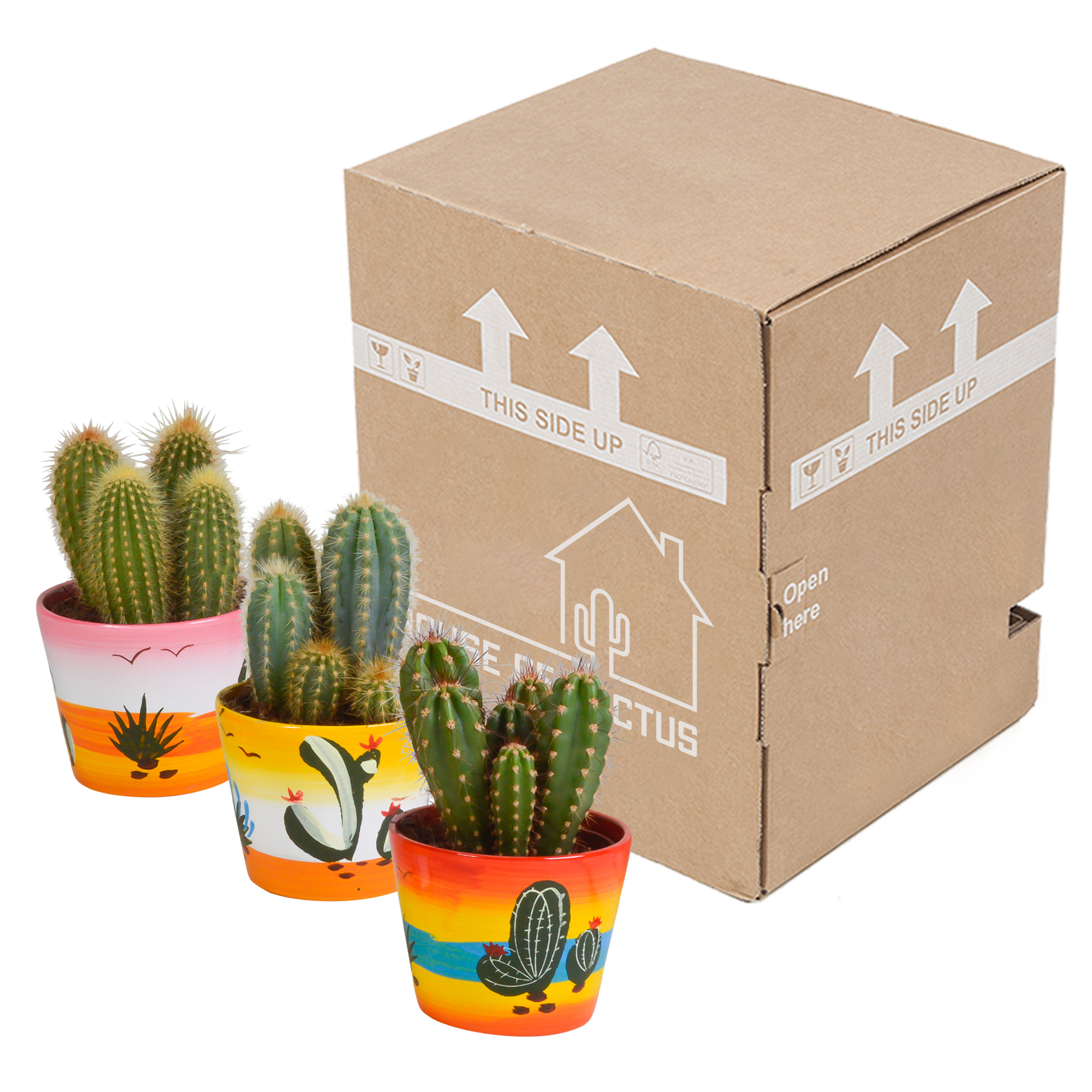 House of cactus Cereus mix 10,5cm - 3x - in Mexicaanse pot (8720387961443)
