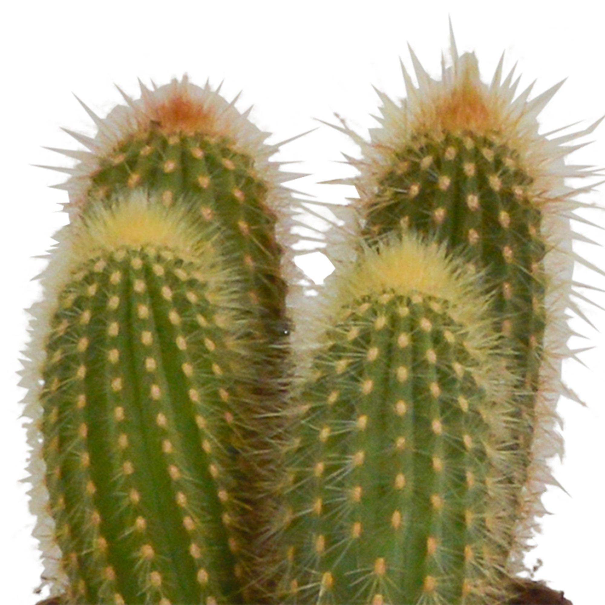 House of cactus Cereus mix 10,5cm - 3x - in Mexicaanse pot (8720387961443)