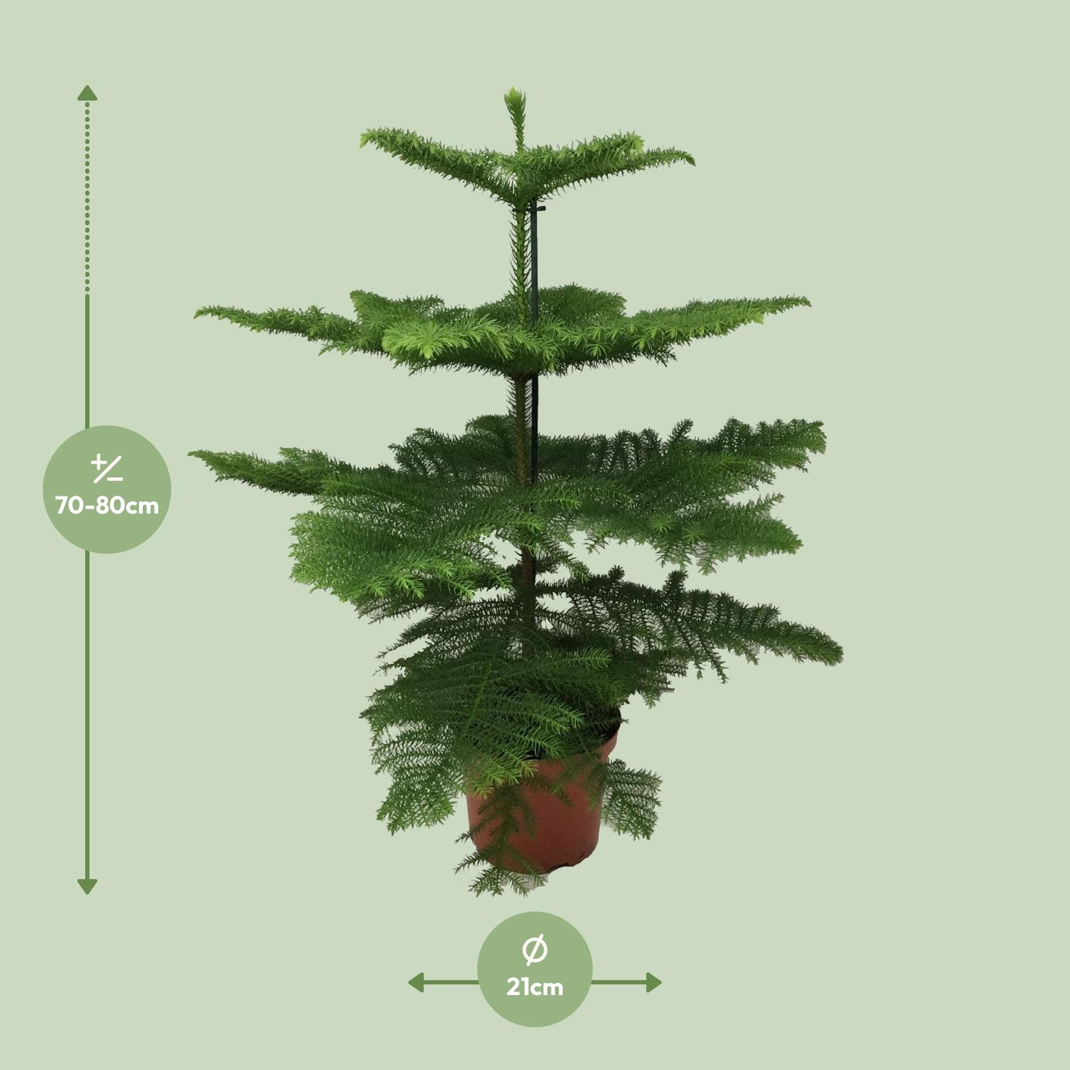 Araucaria Heterophylla (8720634285643)
