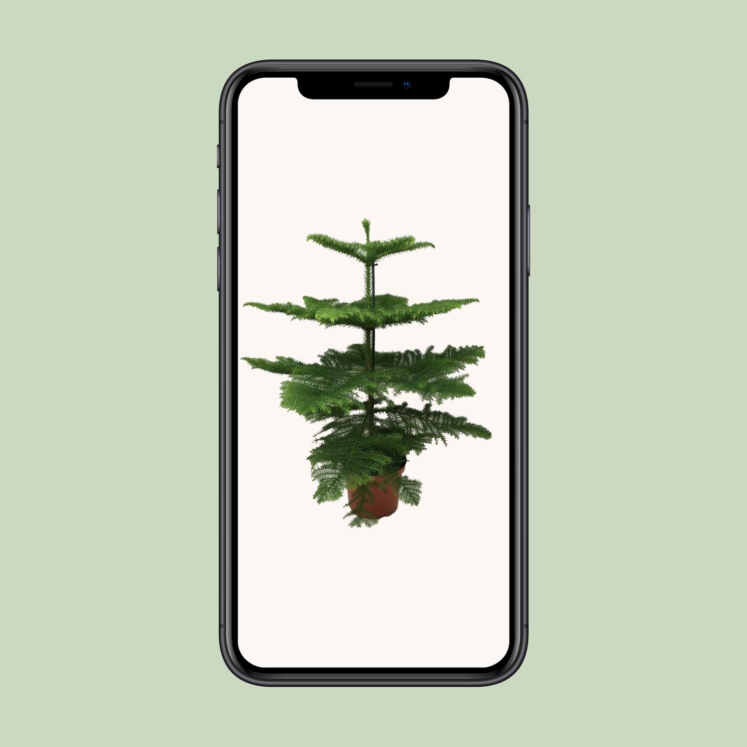 Araucaria Heterophylla (8720634285643)