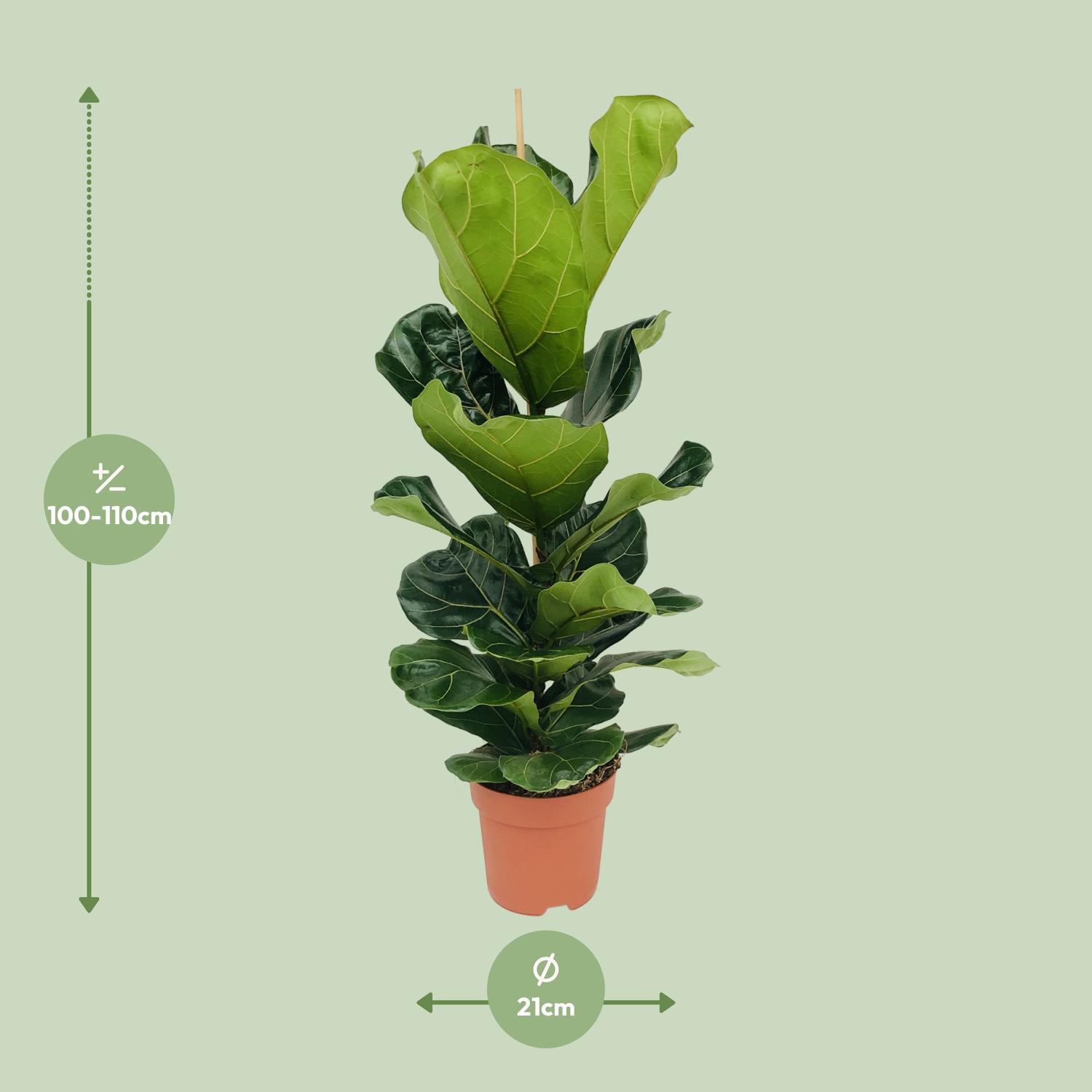 Ficus Lyrata (8720634285407)