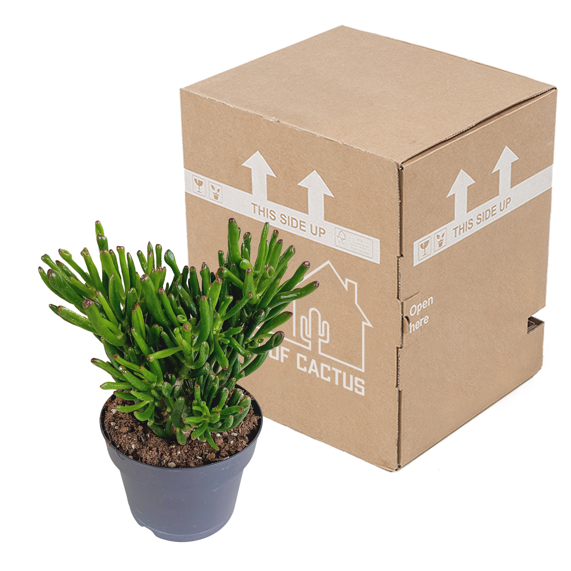 House of cactus Crassula gollum 17cm (8720618070289)