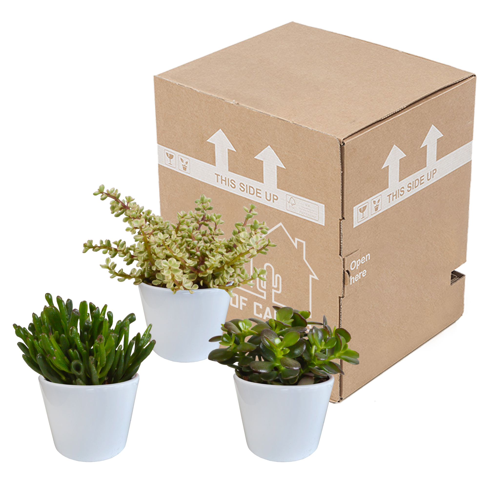 House of cactus Crassula mix 10,5 cm - 3x - in witte pot (8720618070210)