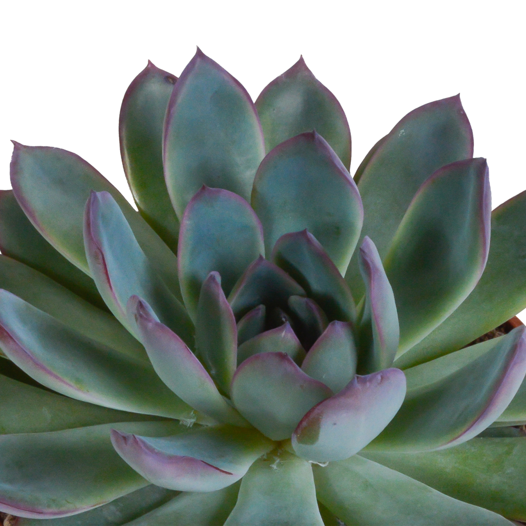 House of cactus Echeveria mix 10.5 cm - 3x - in Mexicaanse pot (8720387961528)