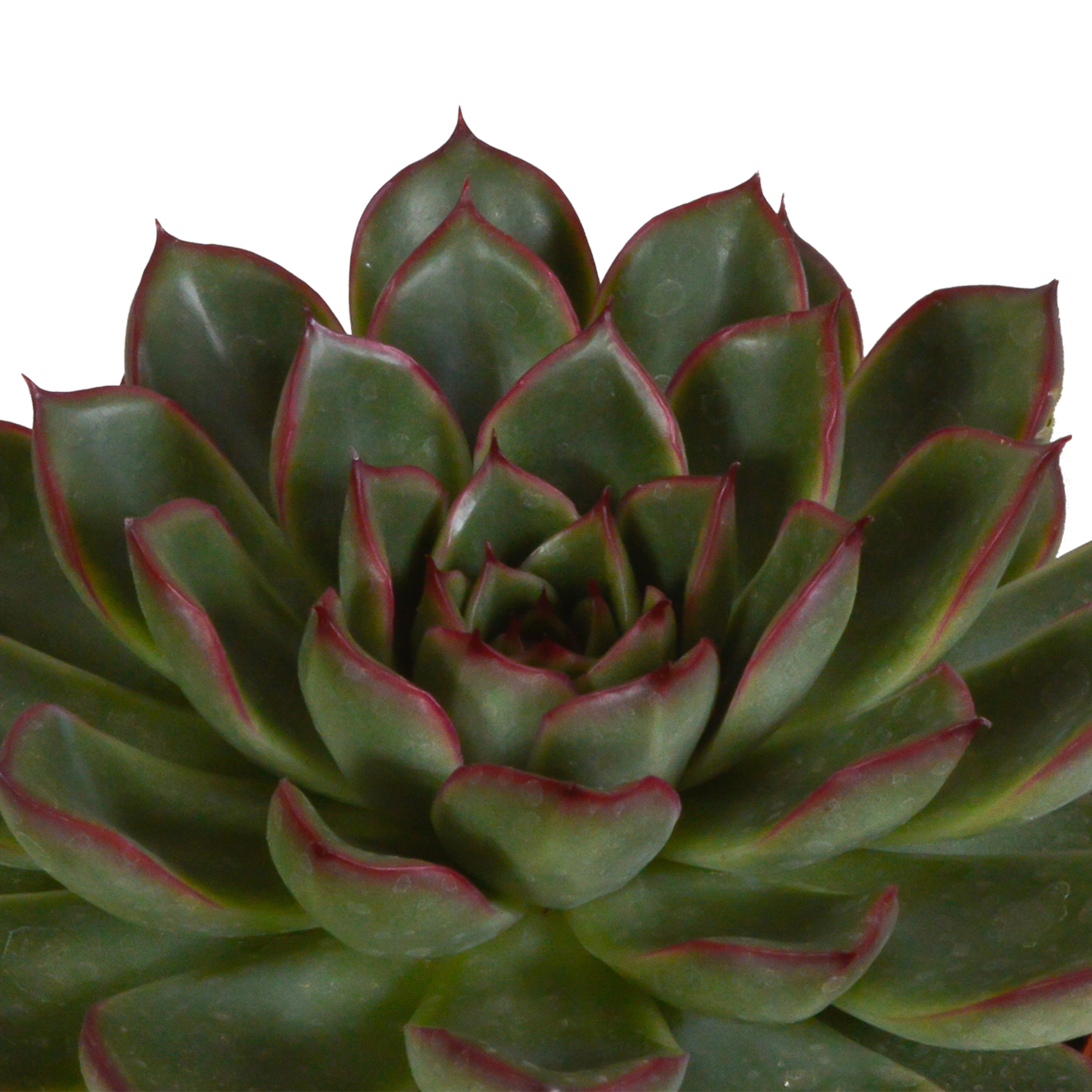 House of cactus Echeveria mix 10.5 cm - 3x - in Mexicaanse pot (8720387961528)