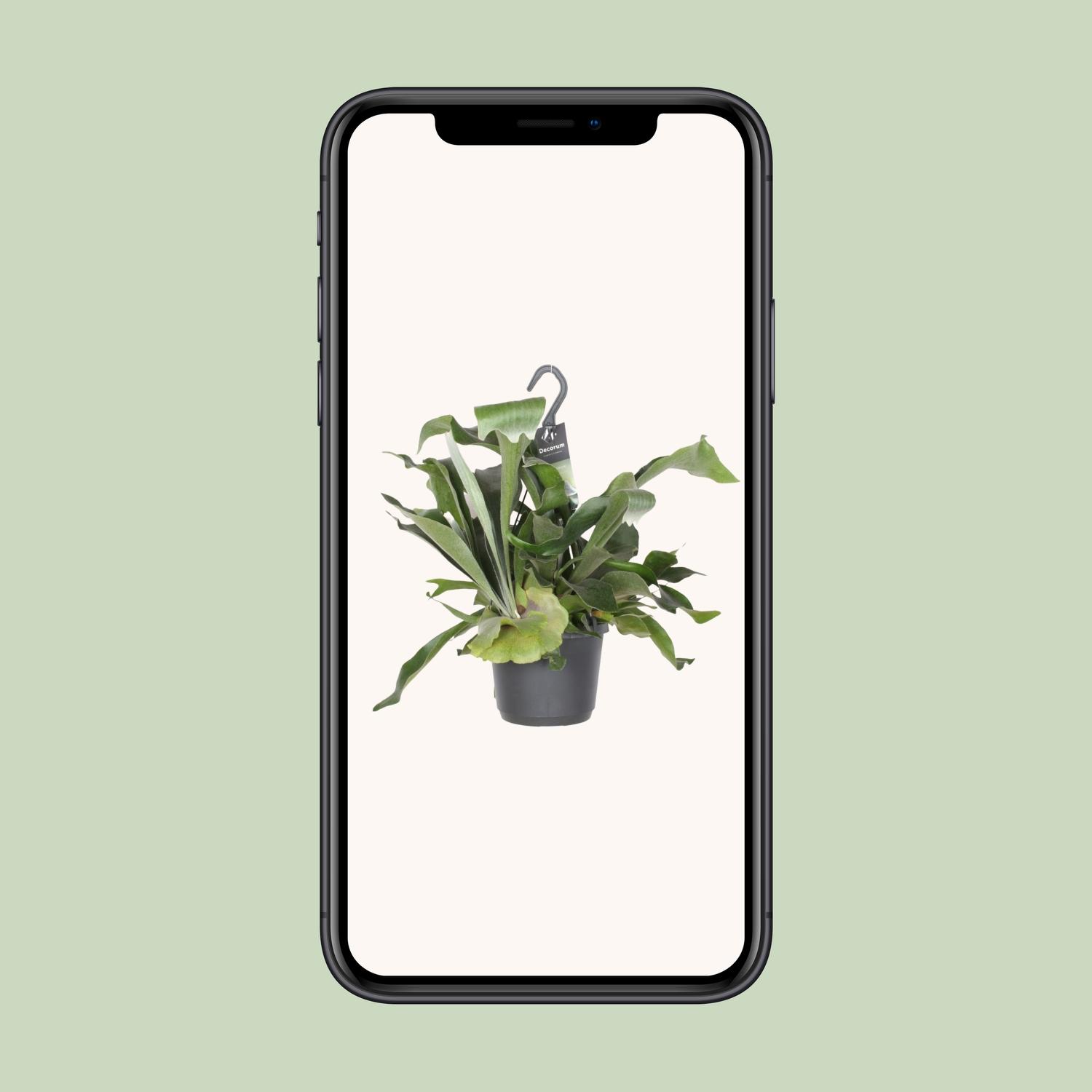 Platycerium Bifurcatum (8720634285087)