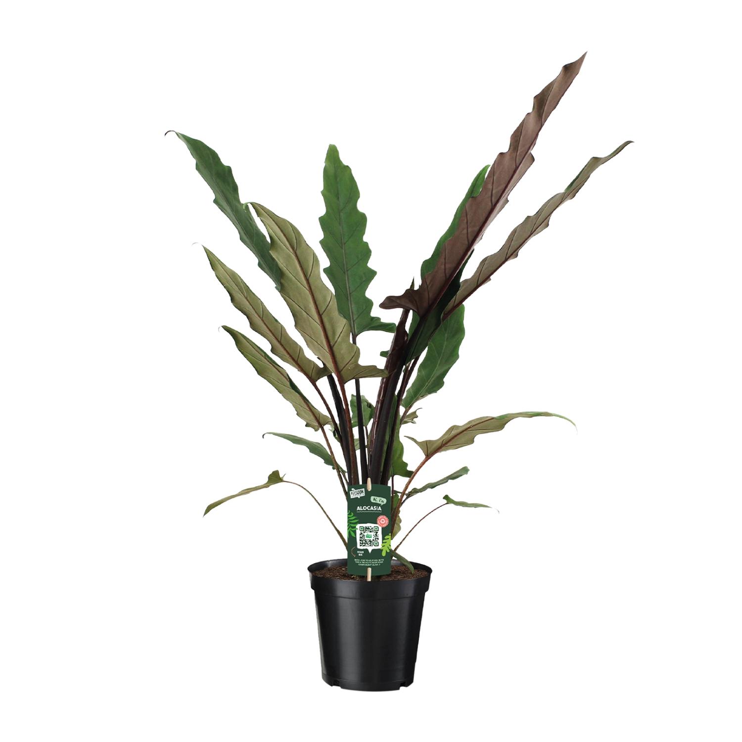 Alocasia Lauterbachiana (8720634289221)
