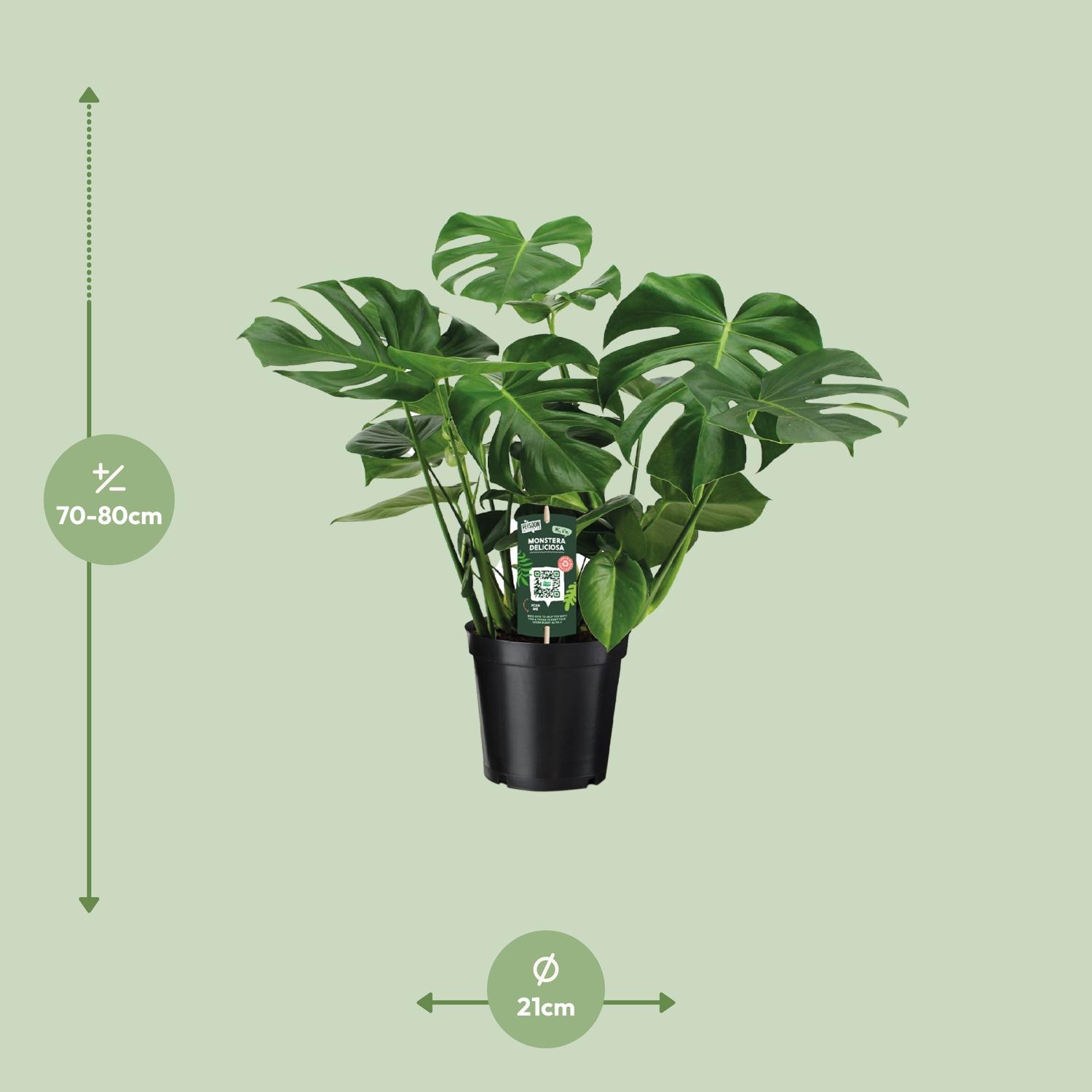 Monstera Deliciosa (8720634284875)