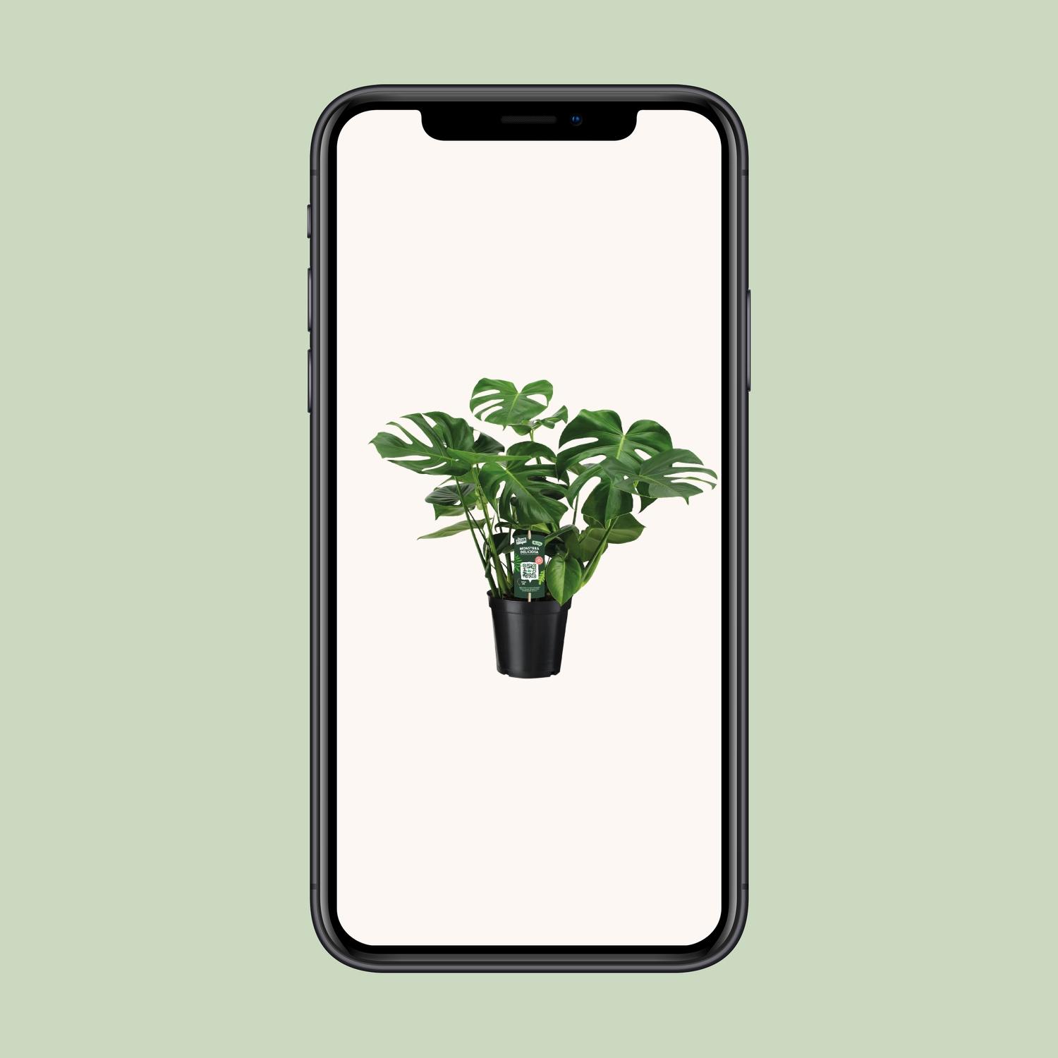 Monstera Deliciosa (8720634284875)
