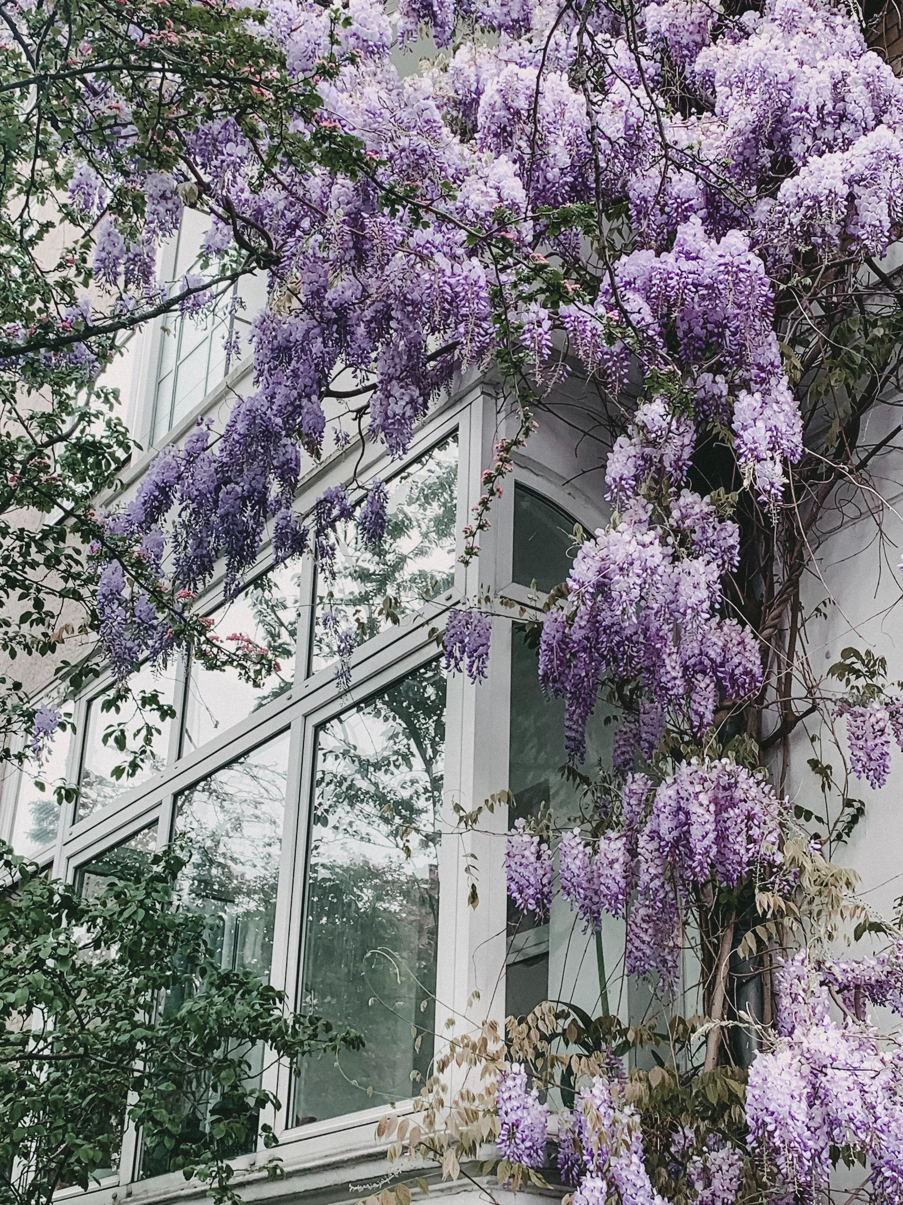 Hoogeveen Wisteria floribunda 'Naga Noda' - Paarse regen (8718531419728)