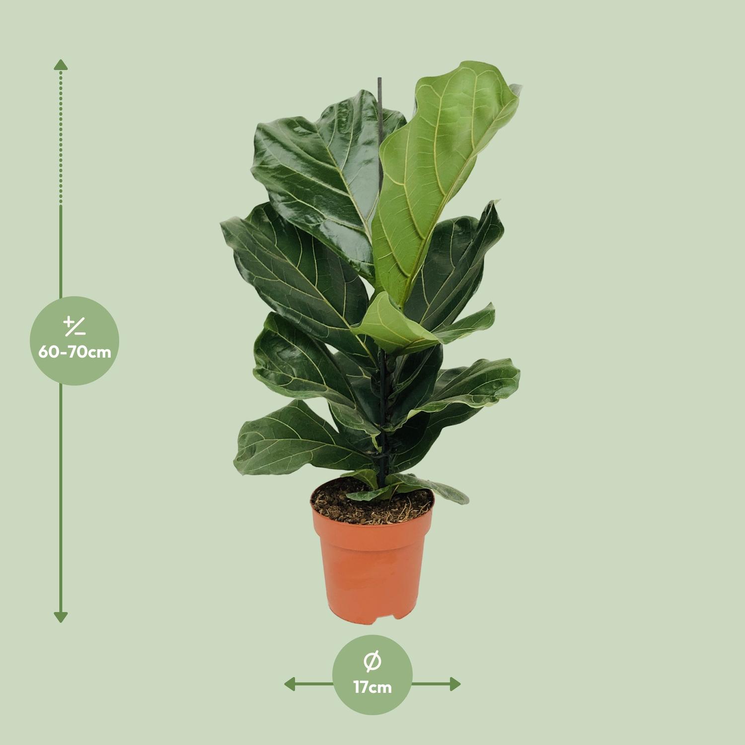 Ficus Lyrata (8720634285391)