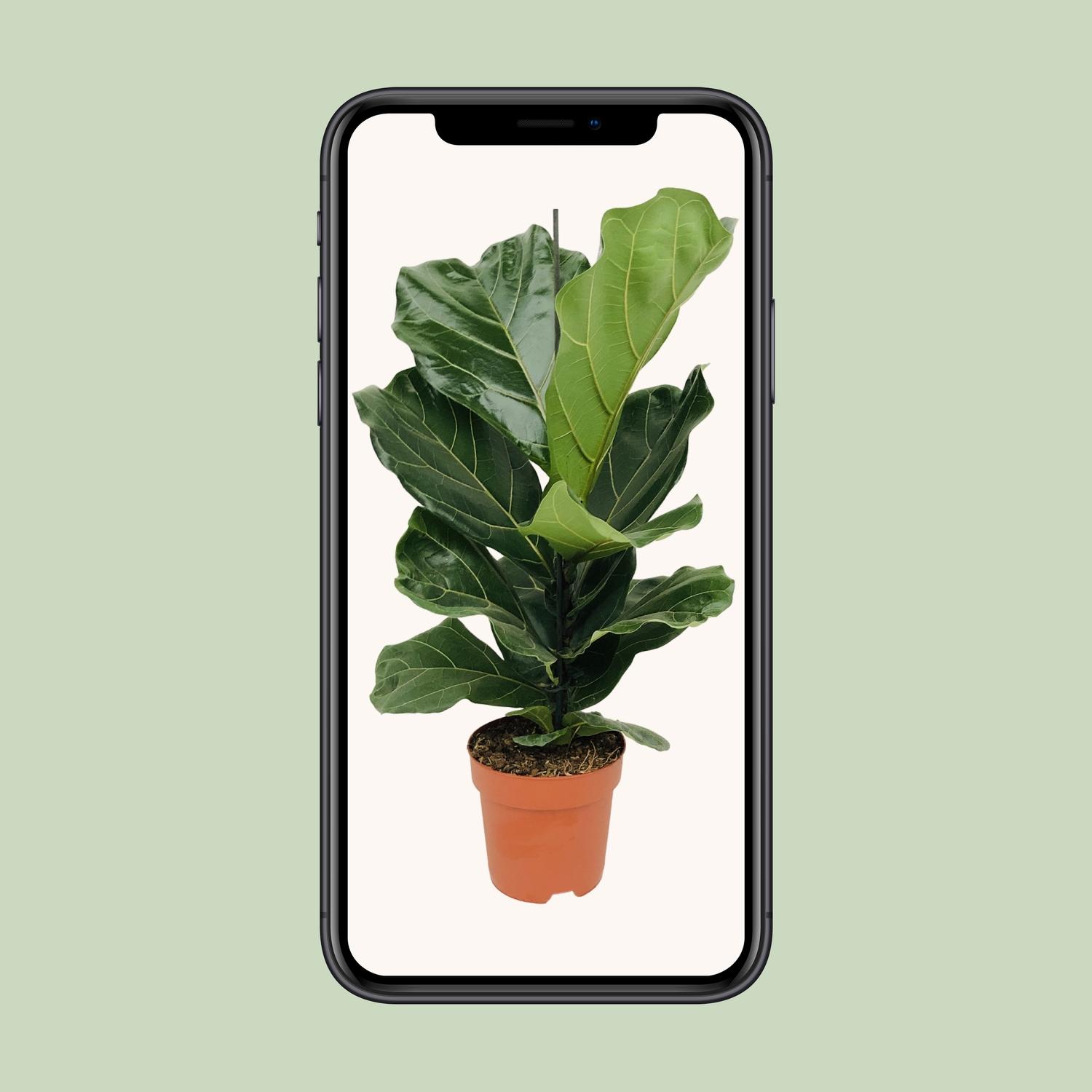 Ficus Lyrata (8720634285391)