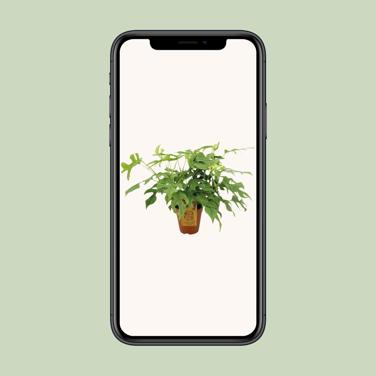 Monstera Minima (8720634284882)