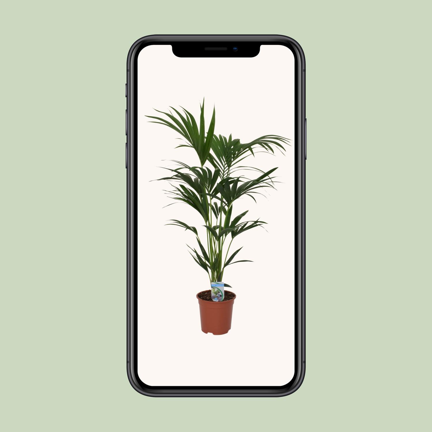 Howea forsteriana - - Ø21 - ↨120cm (8720634287678)