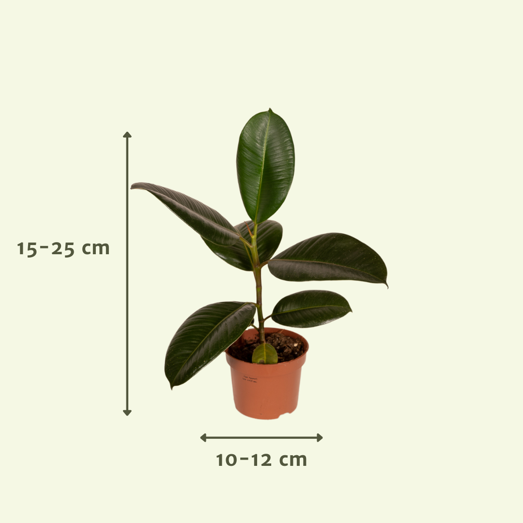 Buitenbeentjesbox - Ø12cm - 12x (8720634287227)
