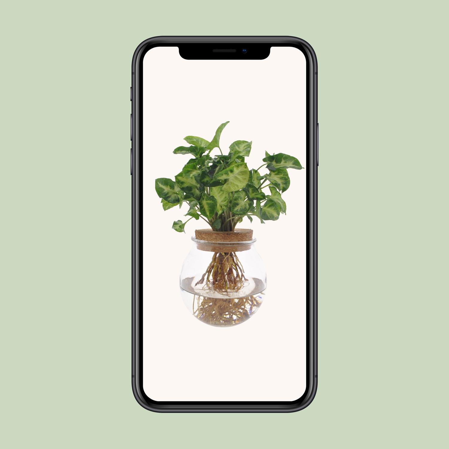 Syngonium Pixie (8720634287548)