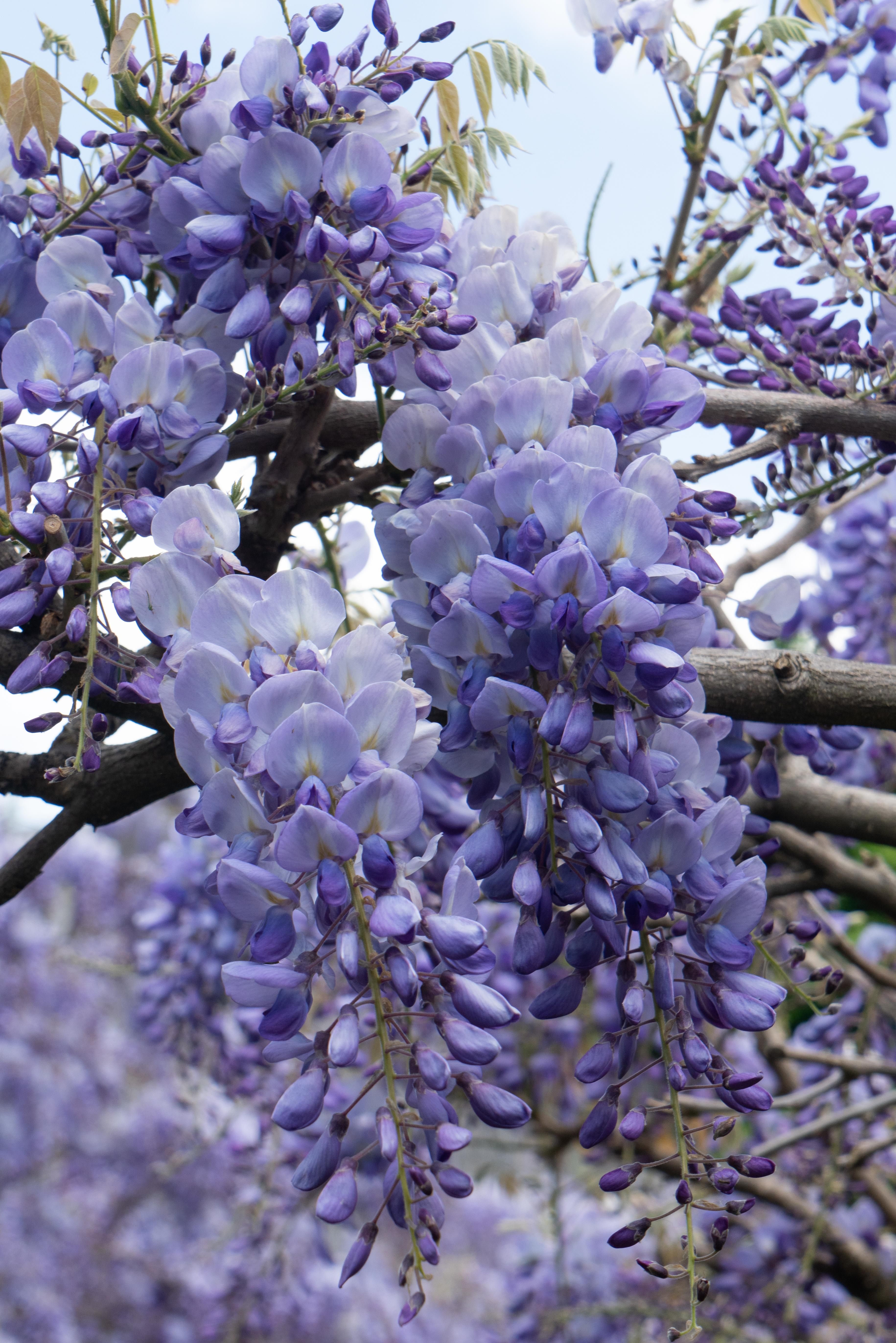 Hoogeveen Wisteria sinensis 'Prolific' - Blauwe regen (8712044842448)